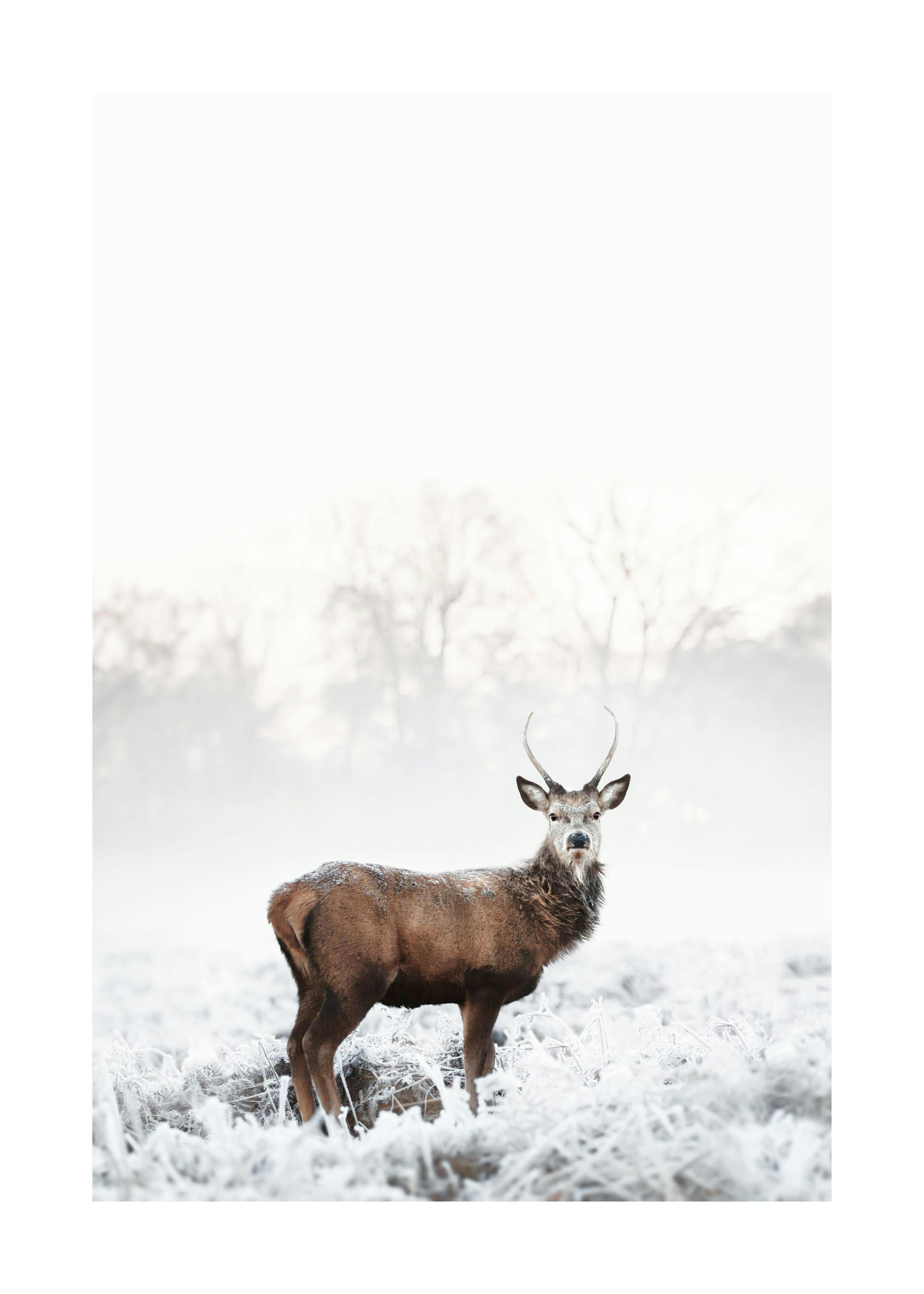 Frosty Red Deer Poster 0