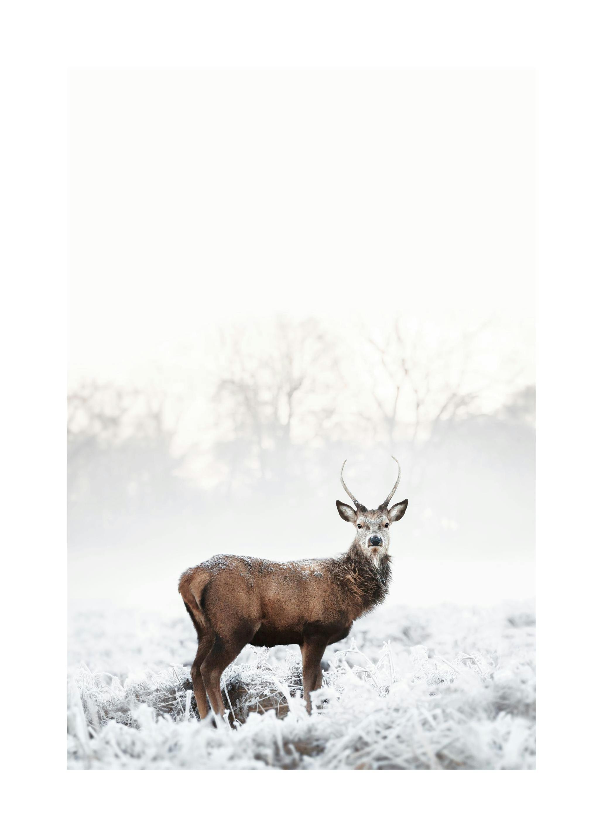 Winters Edelhert Poster (50x70 cm) - Poster Store