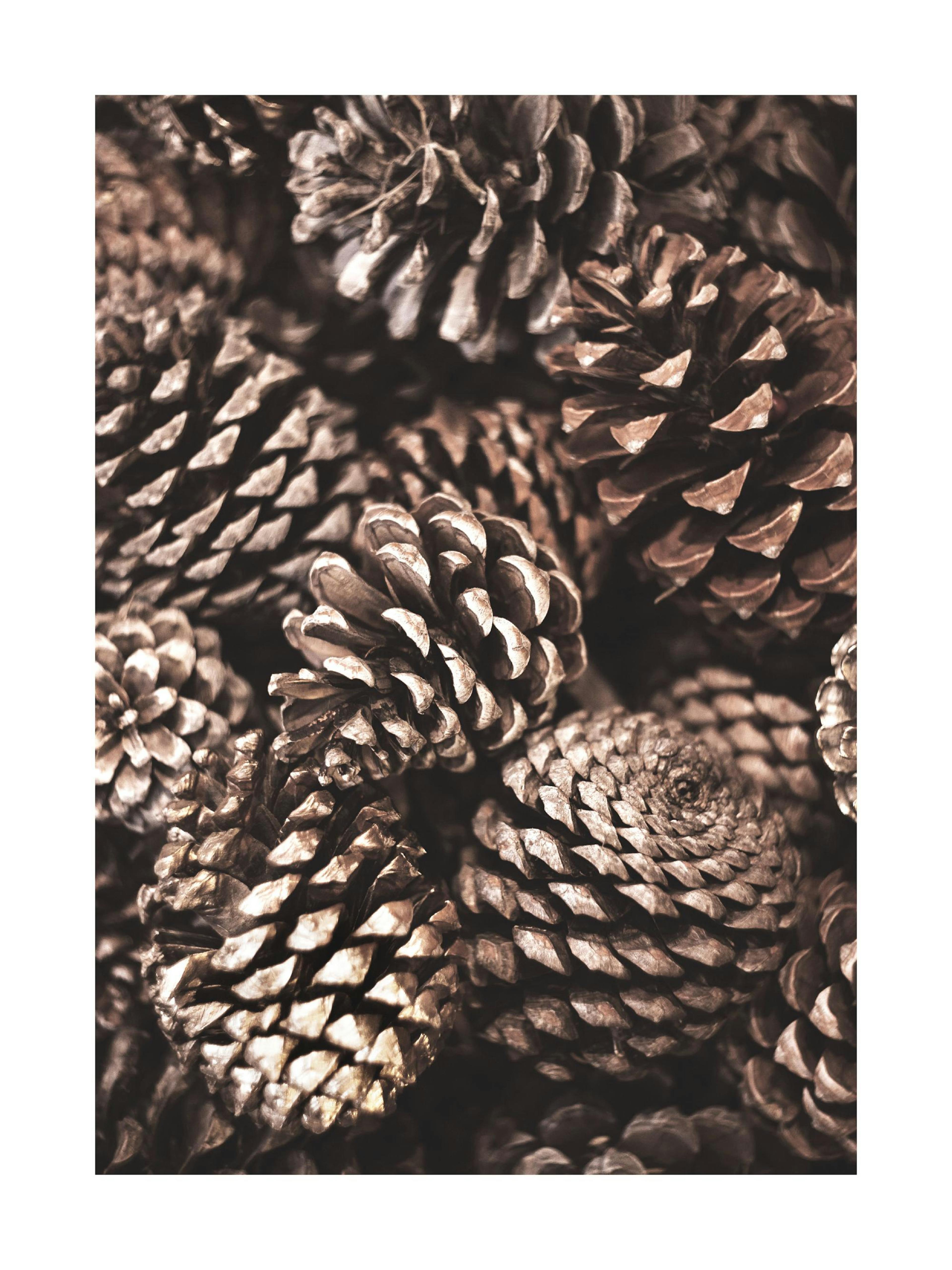 Poster cu o colecție de conuri de brad uscate în nuanțe maro și bej, cu detalii bogate.