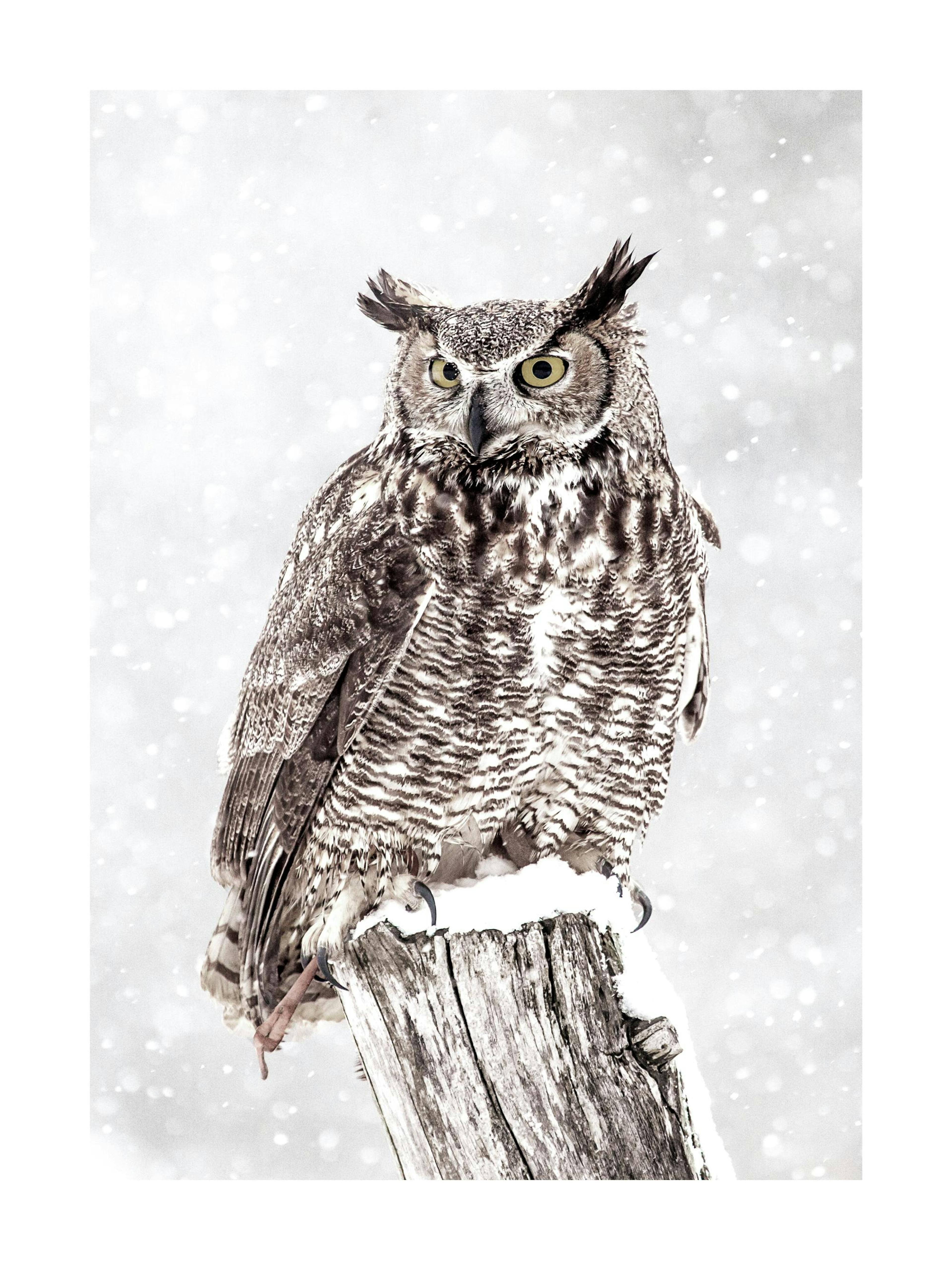 Póster de un búho cornudo marrón y blanco posado en un tronco nevado con nevada ligera de fondo.