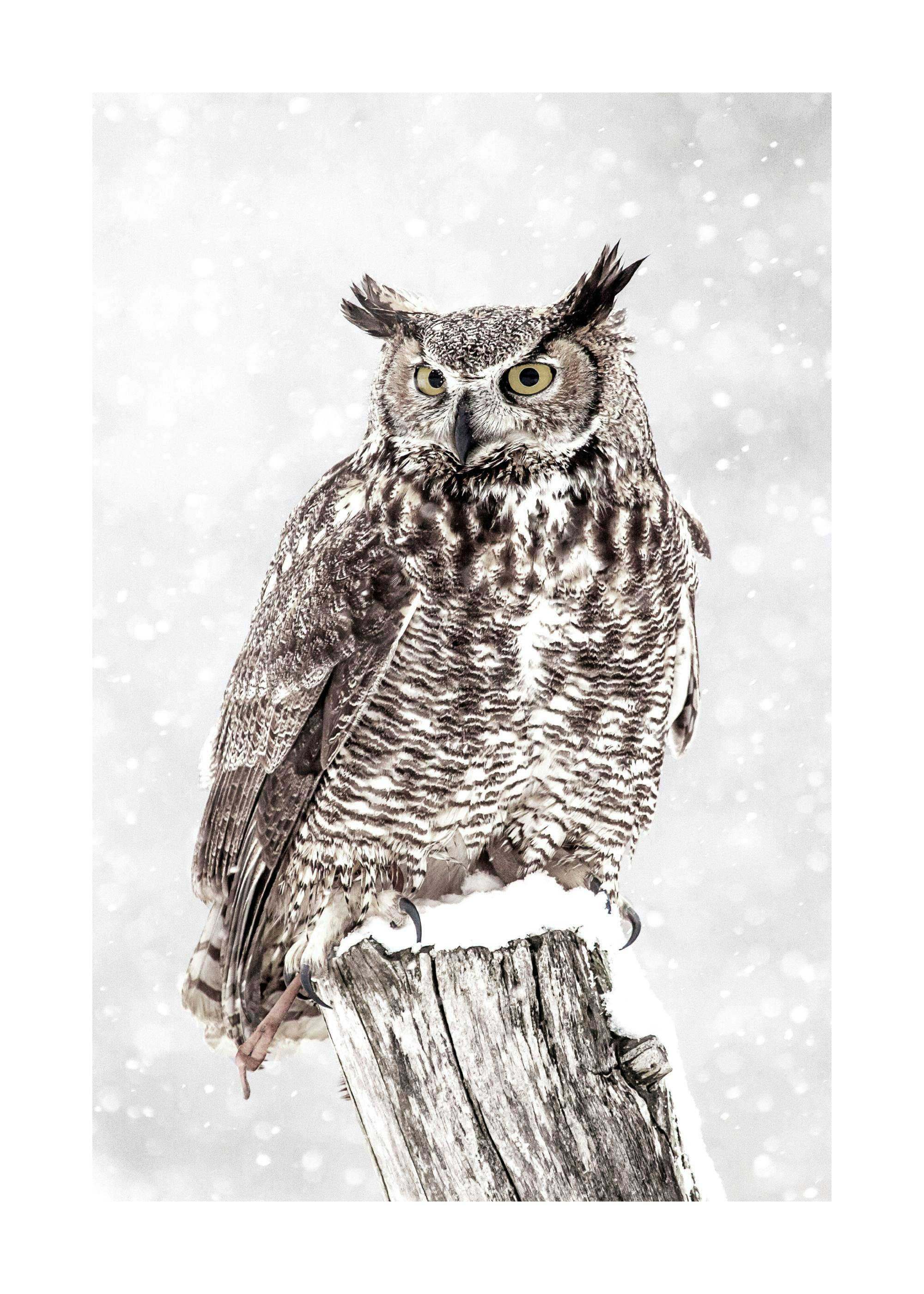 A poster featuring a majestic great horned owl with piercing yellow eyes, perched on a snow-covered branch during a snowfall.