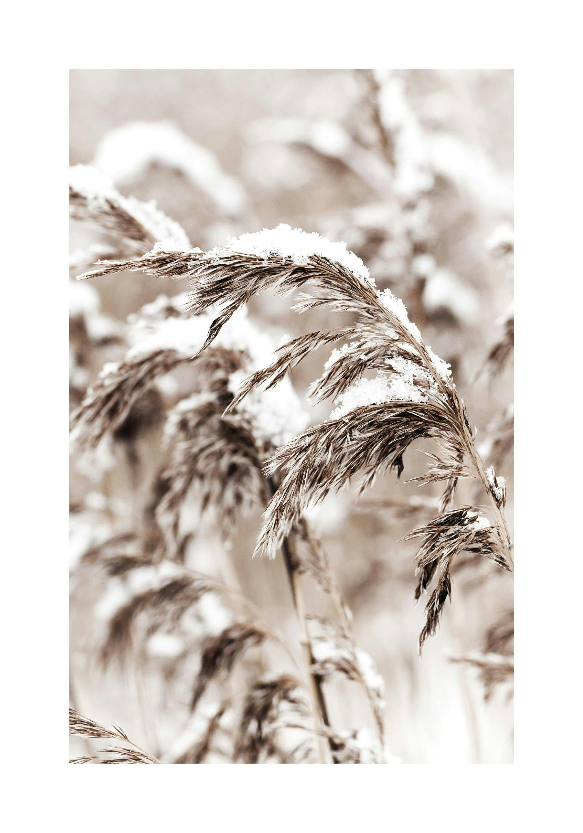 Poster dherbes de la pampa brunes recouvertes de neige, avec un arrière-plan flou et des tons beiges.