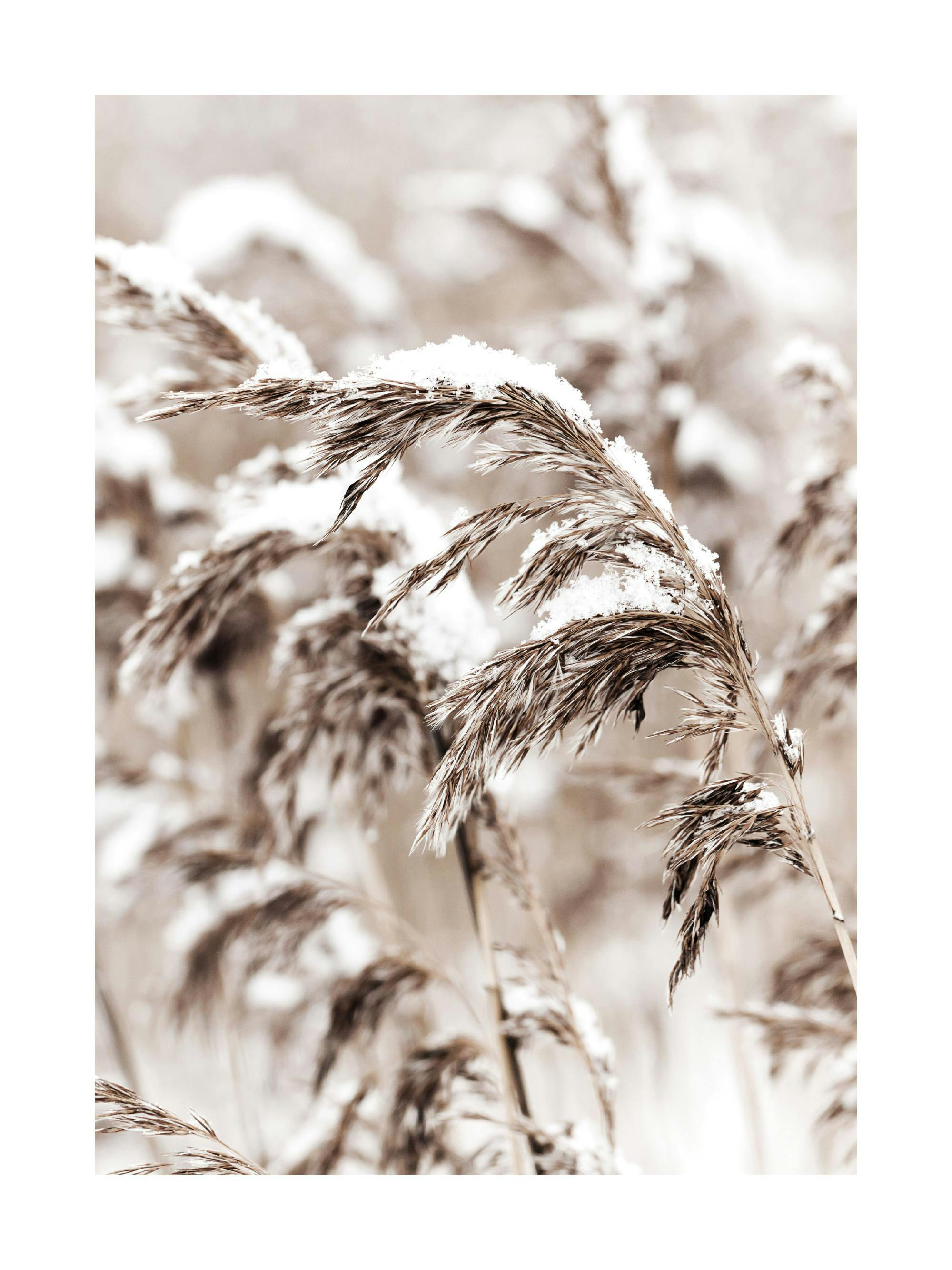 A poster featuring a close-up of brown reeds covered in white snow, with a soft, blurred background.