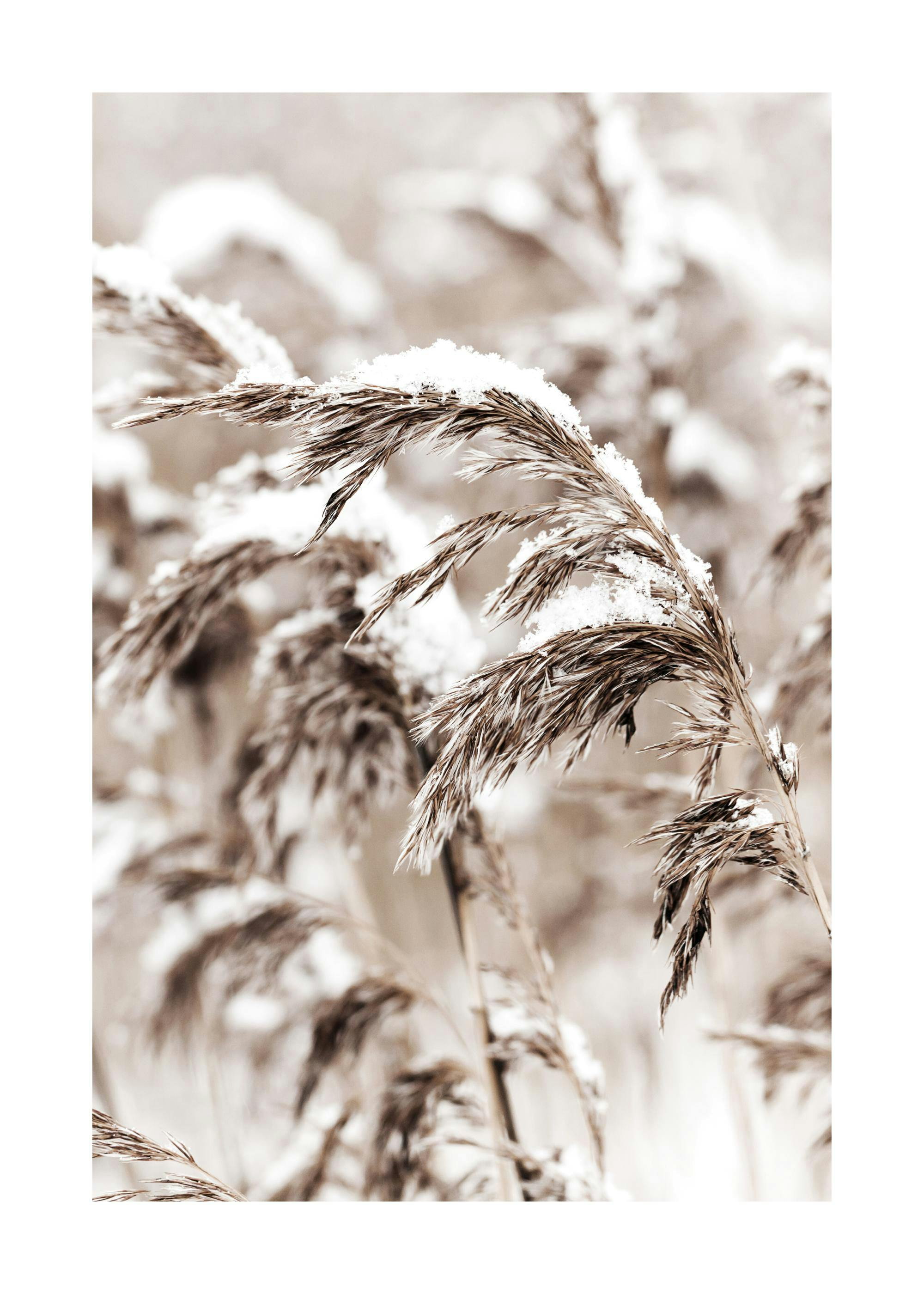 Tavelvägg med naturmotiv: berg, ren, trädstammar, vass, vinterlandskap och texten Let it Snow, ovanför en soffa.