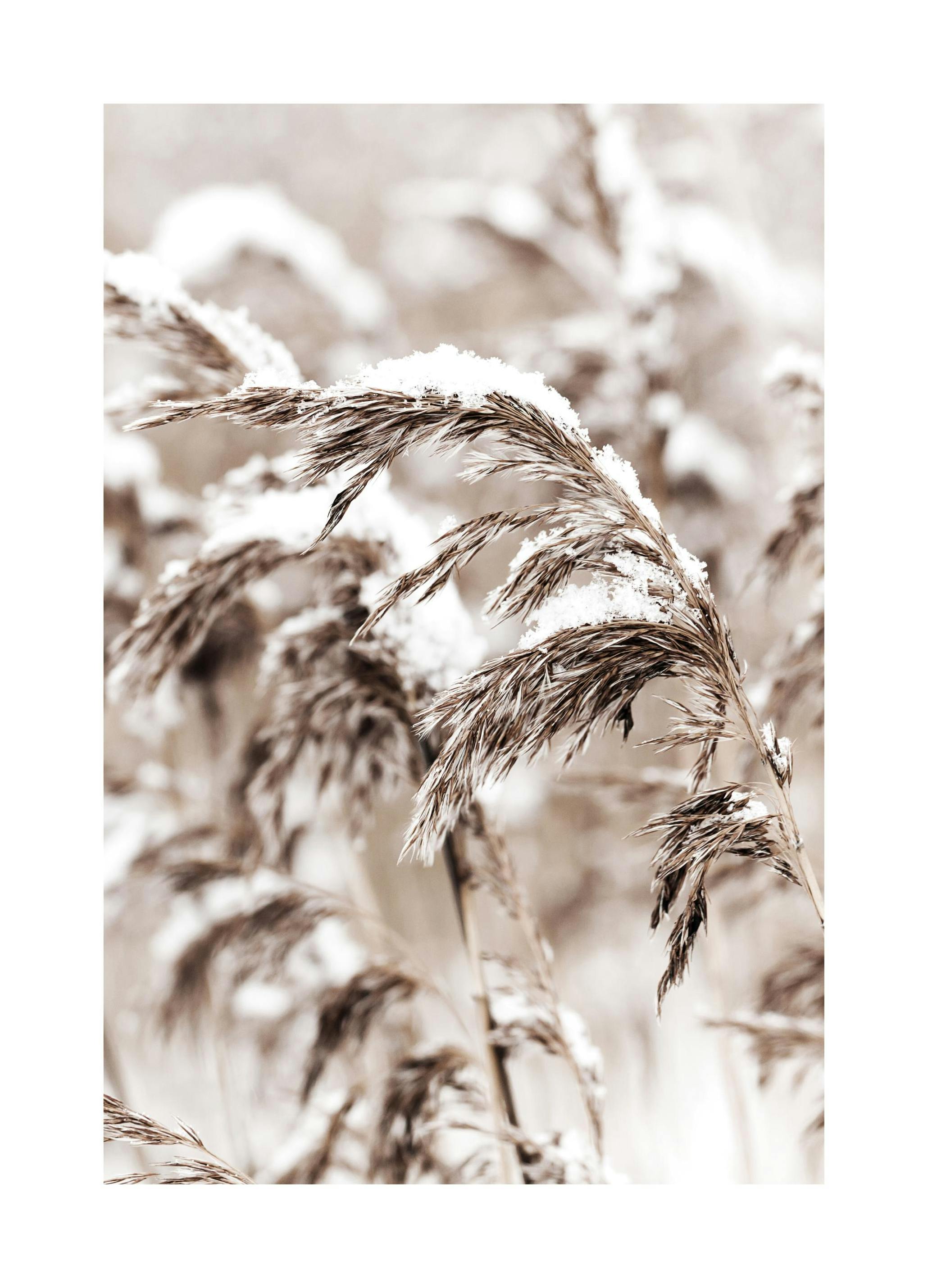 Besneeuwd Riet Poster (40x50 cm) - Poster Store