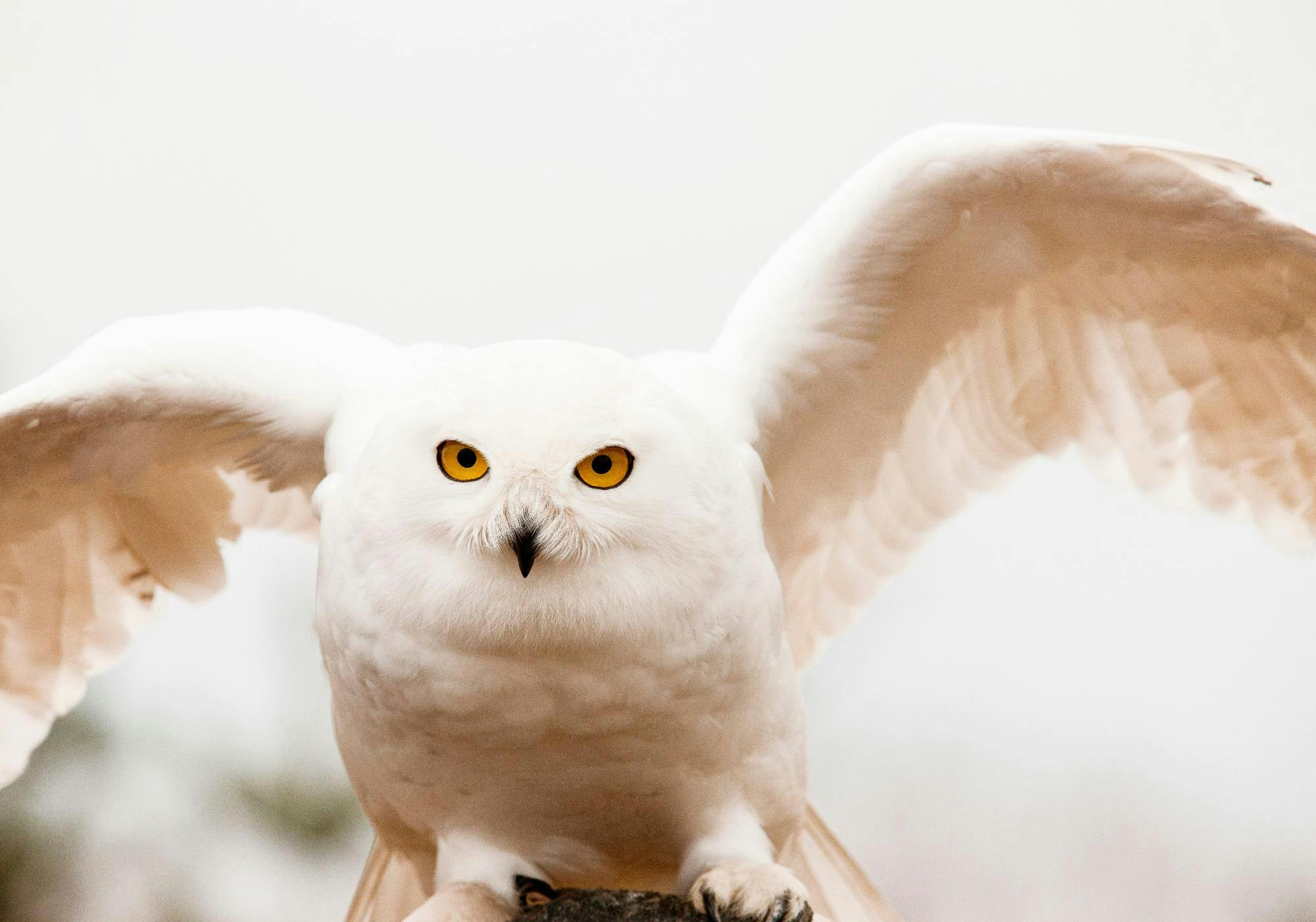 A poster featuring a majestic white snowy owl with bright yellow eyes and outstretched wings.
