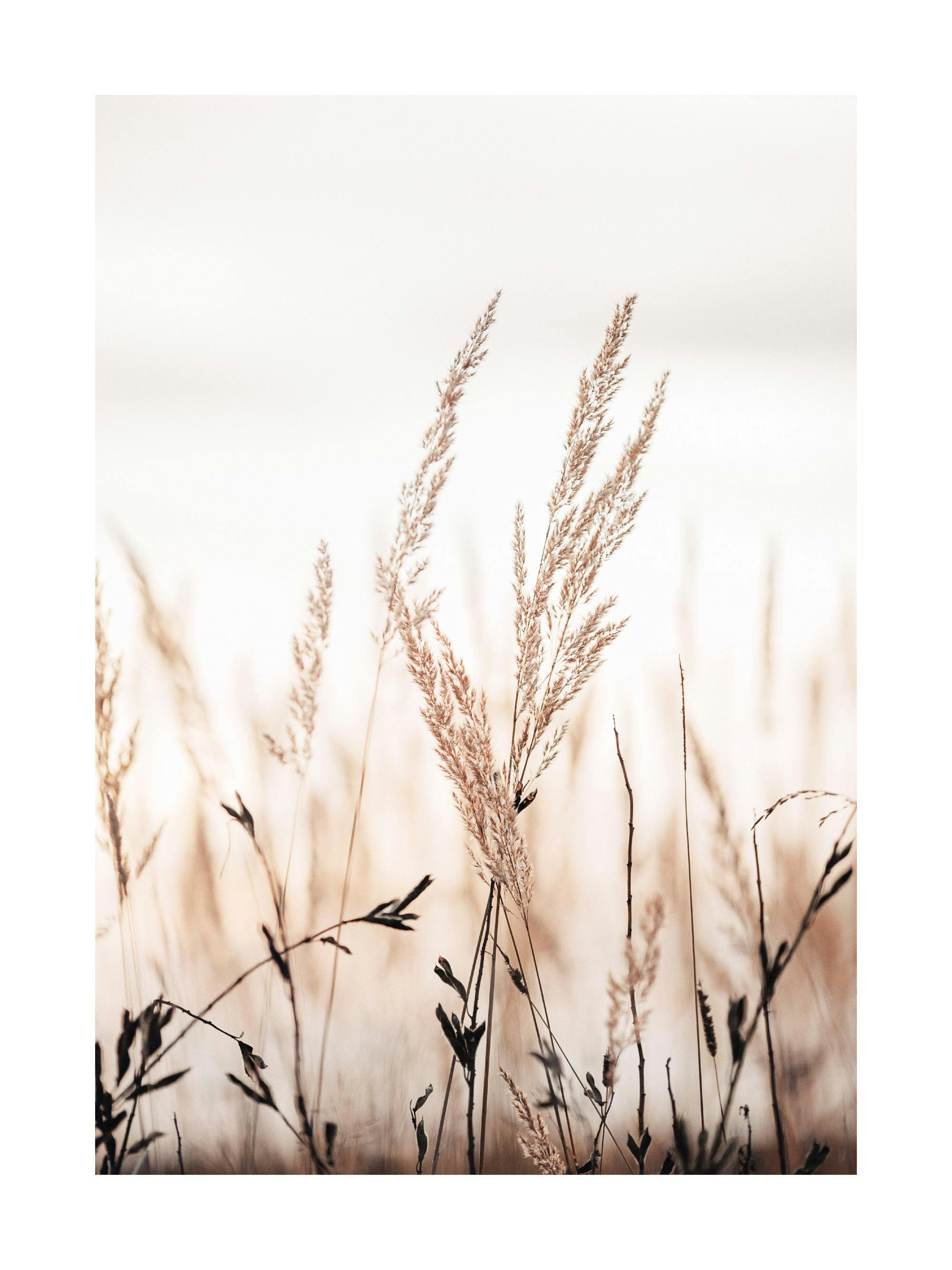 A poster featuring tall, light brown dried grass and dark plant stems against a soft, light background.