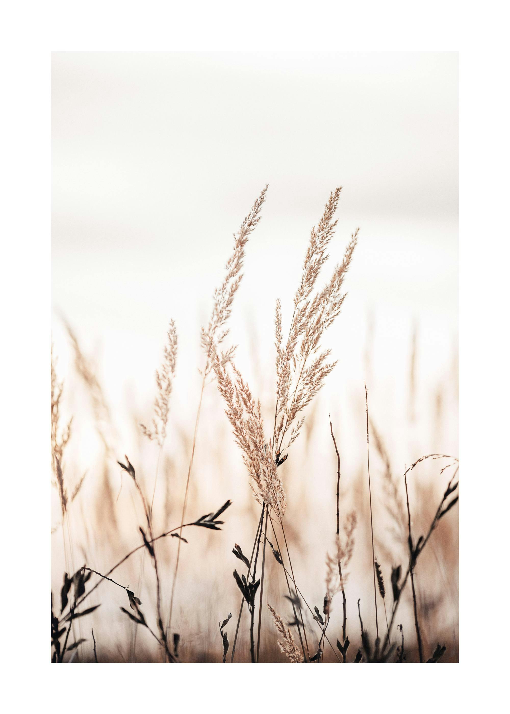 A poster featuring a close-up of light brown dried grass and reeds against a soft, blurred background.