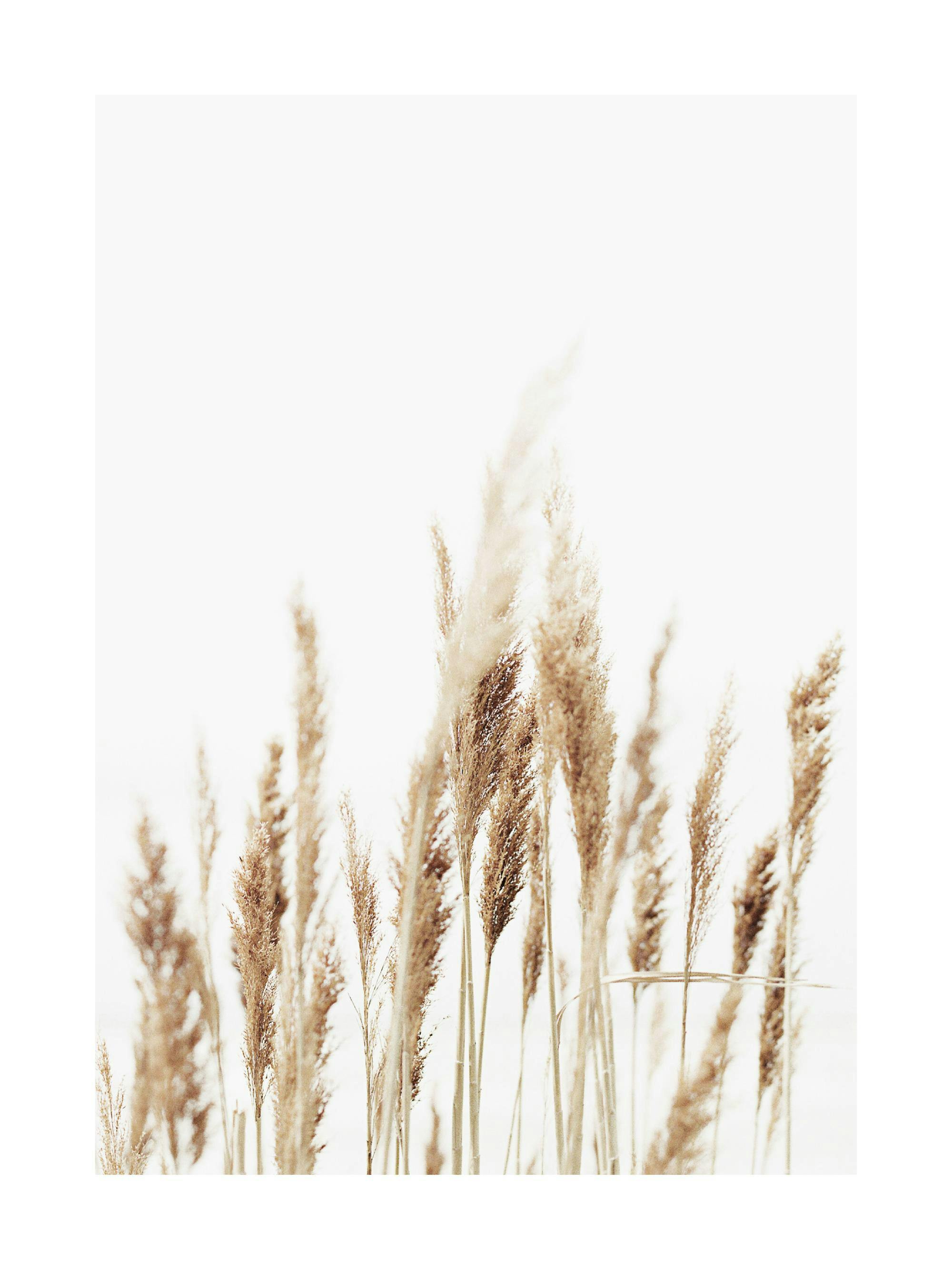 A poster featuring tall, fluffy brown pampas grass against a soft, light background, creating a minimalist botanical feel.