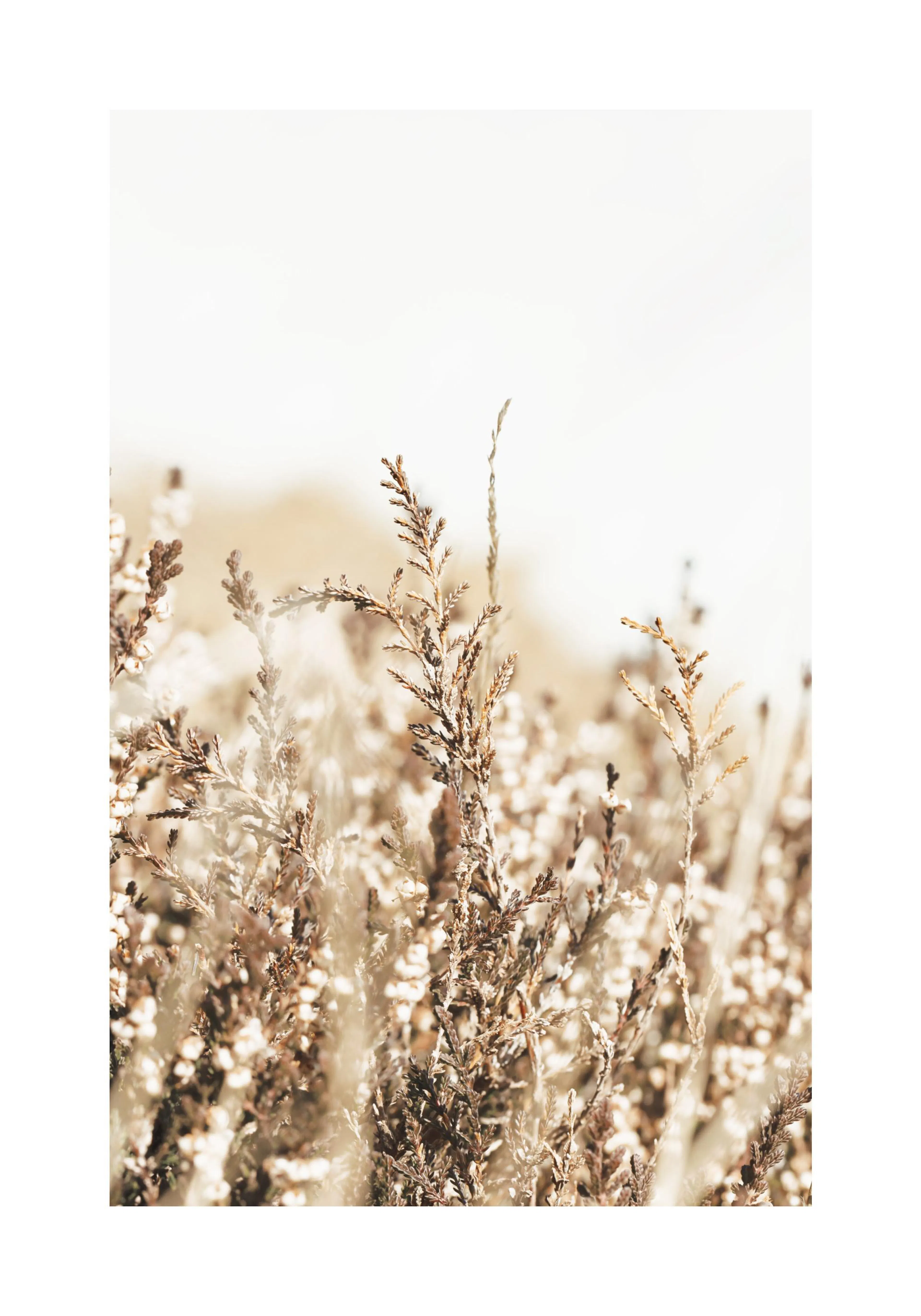 A poster featuring a close-up of light brown and white heather plants with a soft, blurred background.