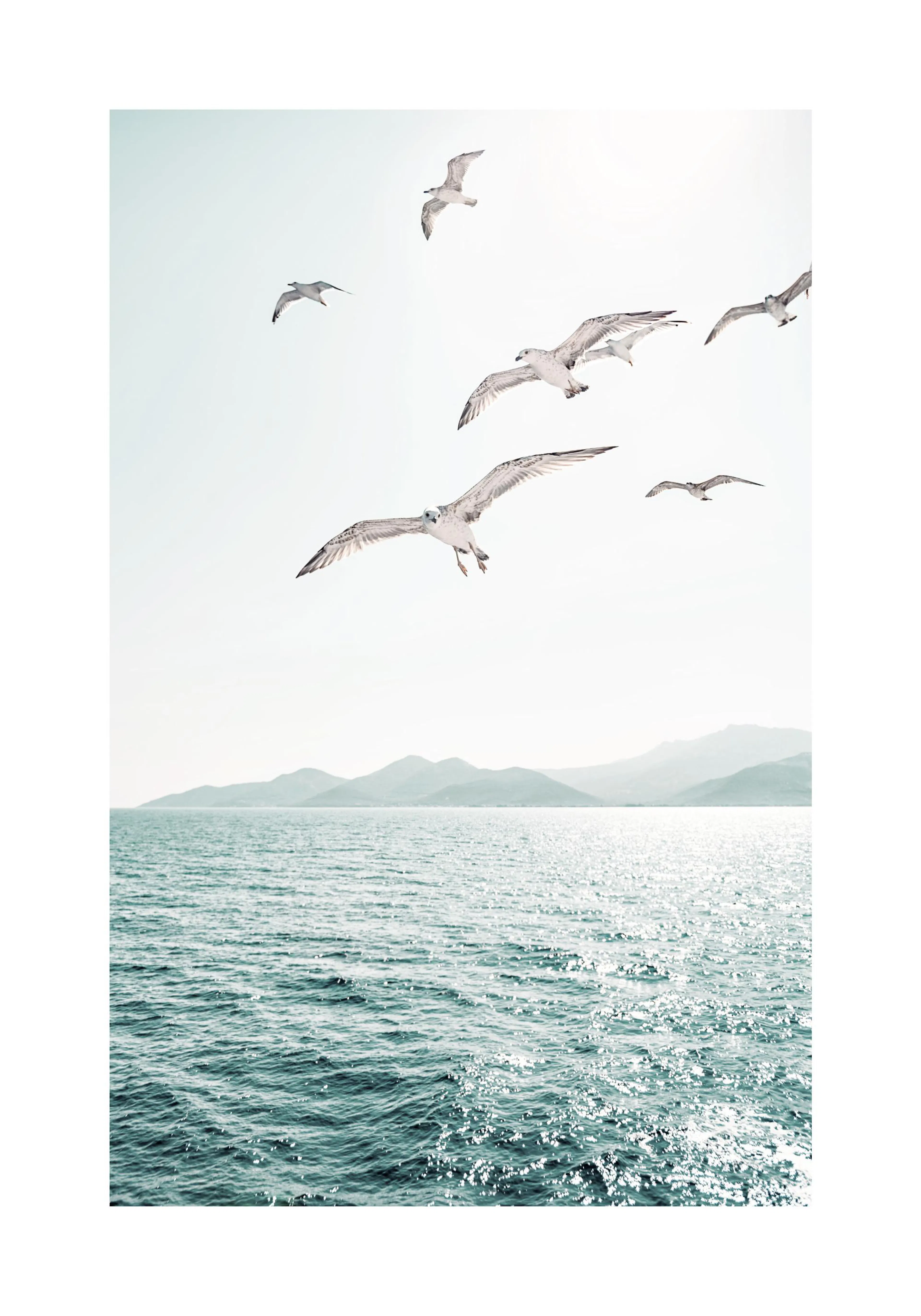 Poster mit Möwen über dem Meer und Bergen im Hintergrund, bei hellem Sonnenschein.