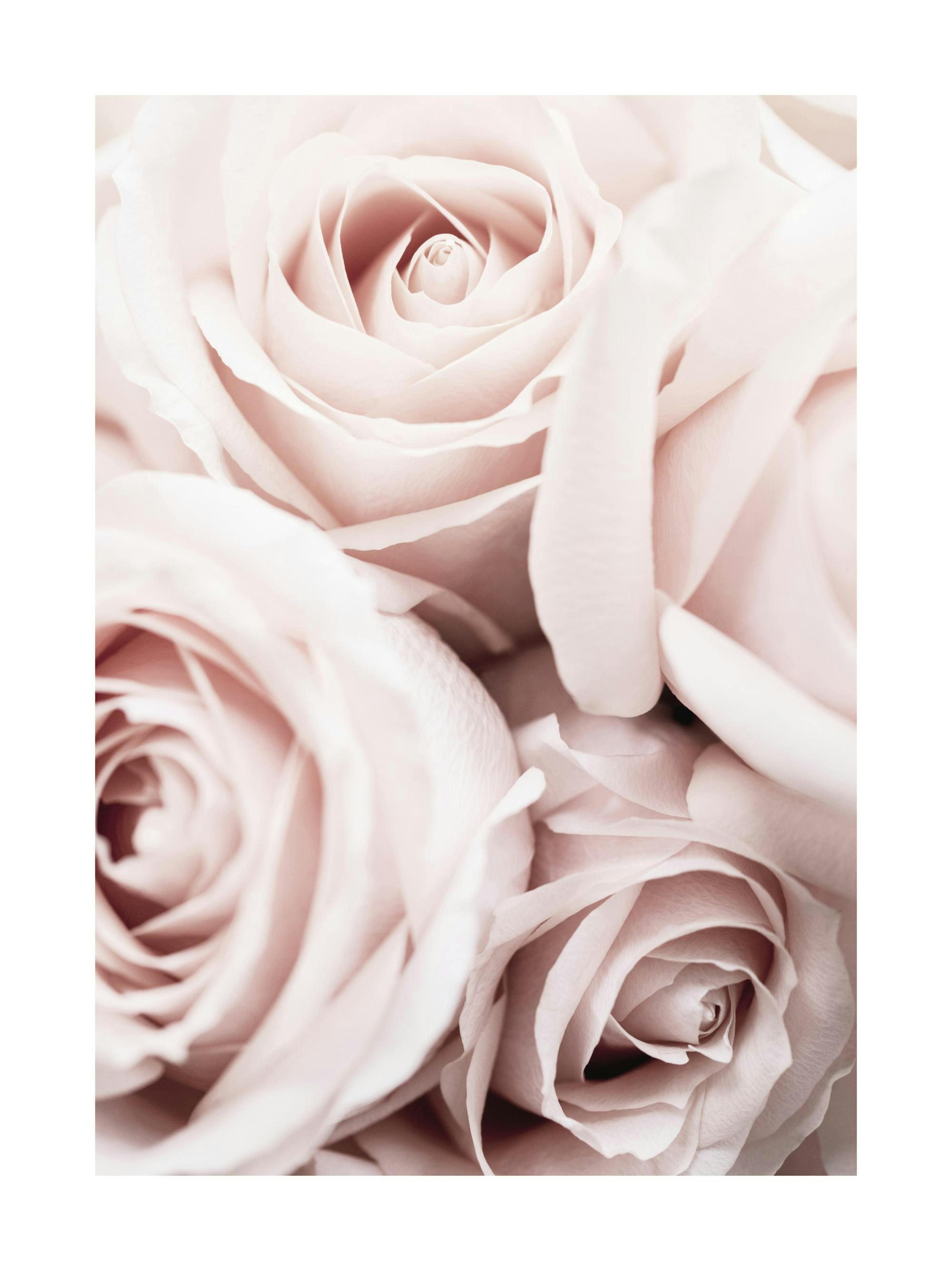 A poster featuring a close-up of light pink rose petals with soft, blurred details.