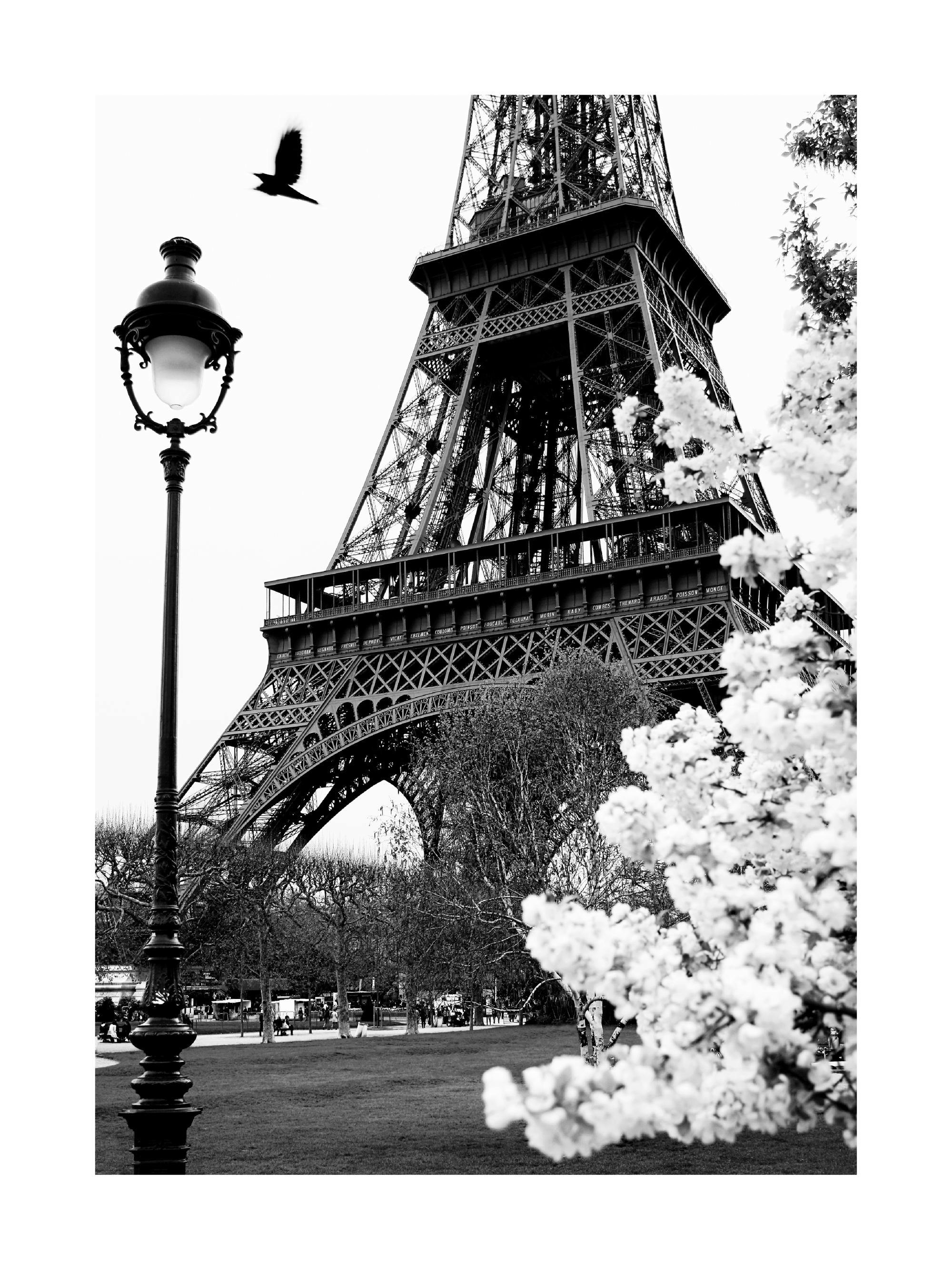 Black and white poster of the Eiffel Tower with a bird in flight, a street lamp, and blooming trees.