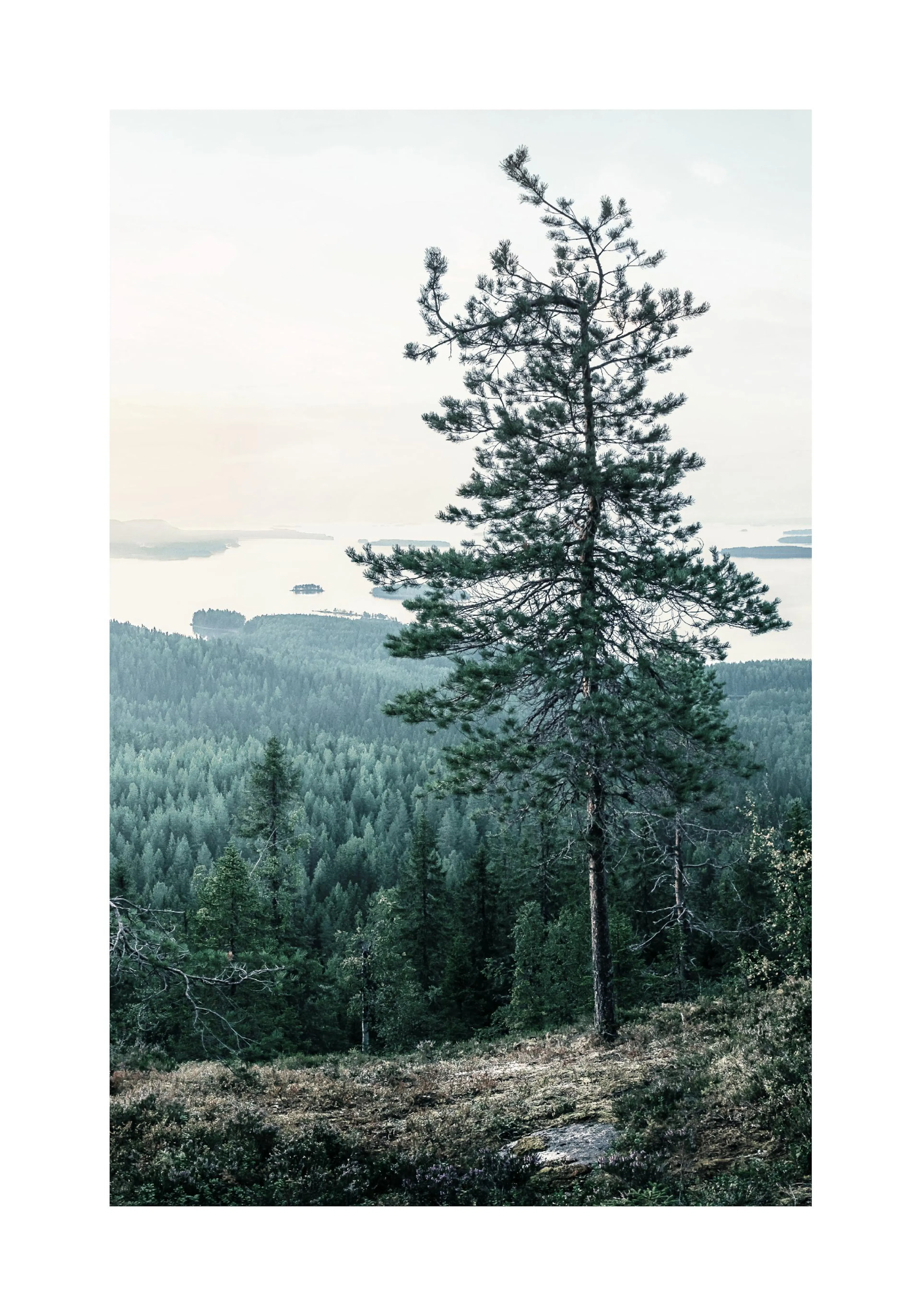 A poster featuring a lone pine tree on a hill overlooking a vast forest and a tranquil lake with islands.