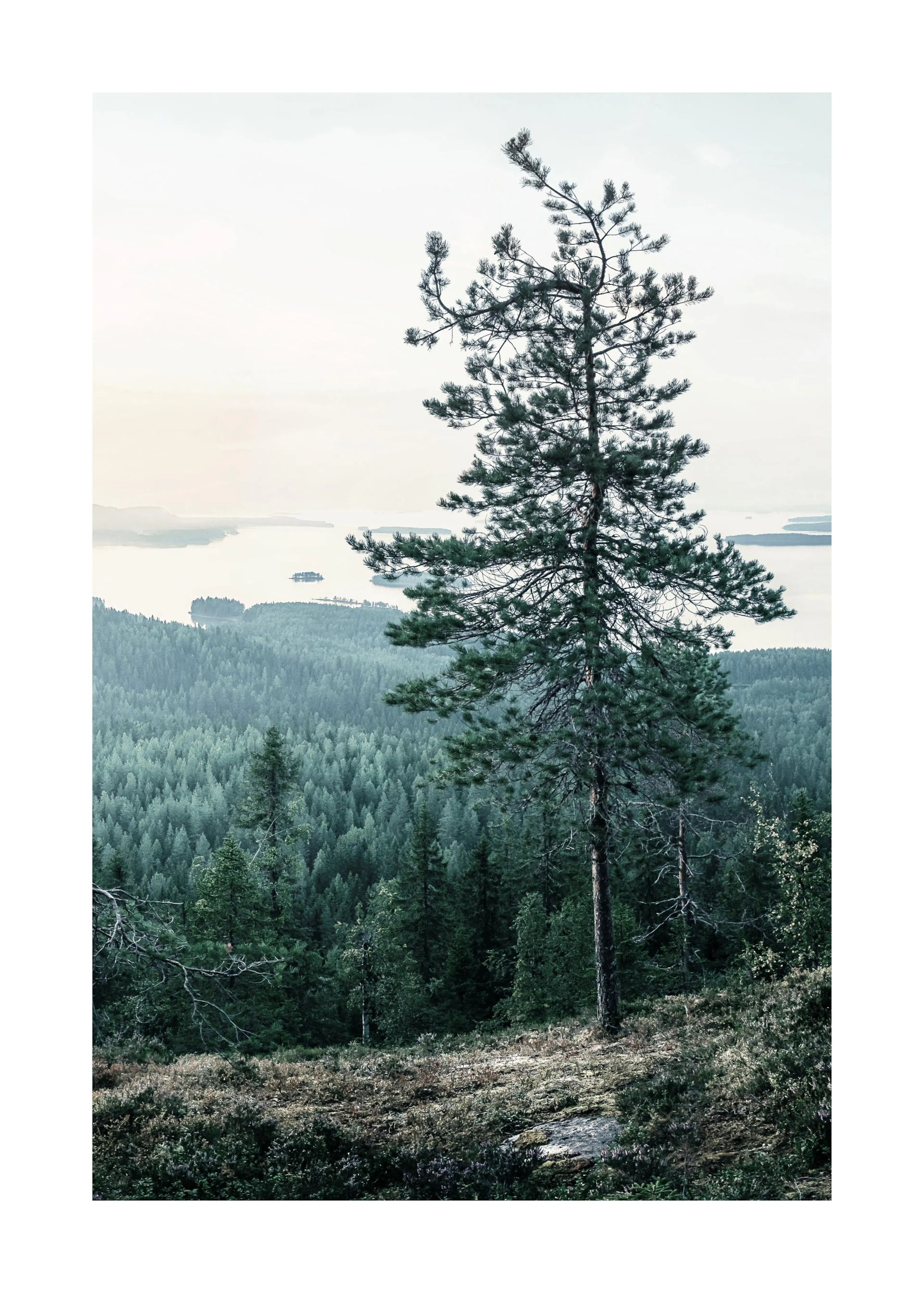 Poster einer felsigen Anhöhe mit Kiefern und Blick auf einen Wald und eine ruhige See-Landschaft.