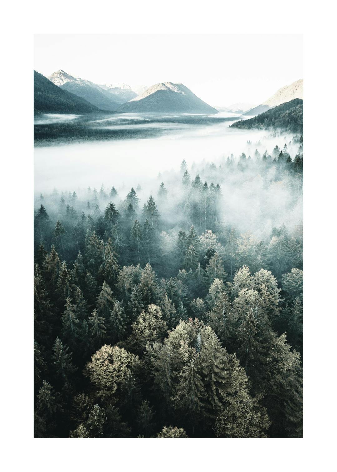 Sun Rays Through Mist Forest Landscape Poster | Poster Store US