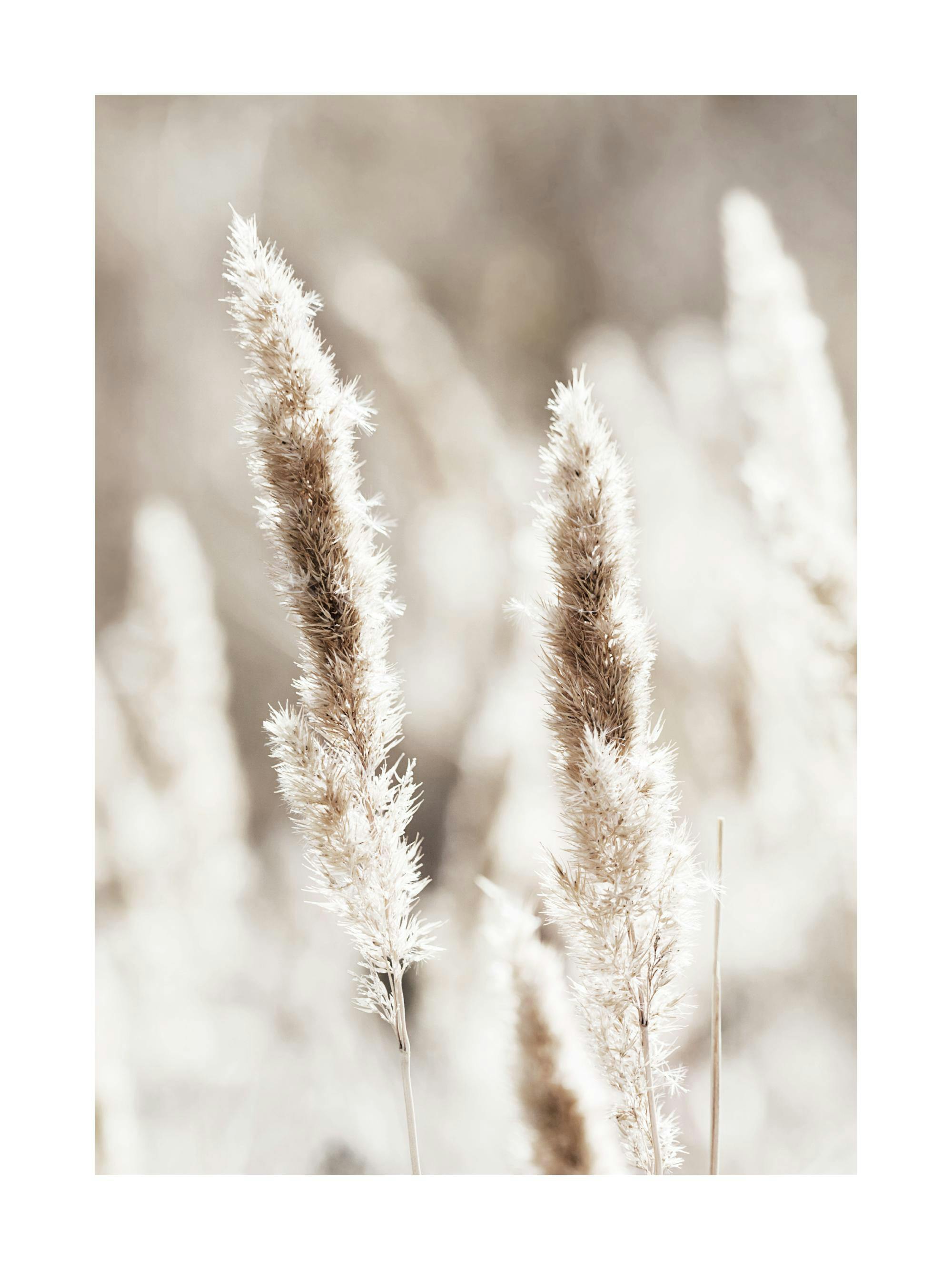 Poster mit zwei cremefarbenen, flauschigen Grashalmen, die im Sonnenlicht schimmern.