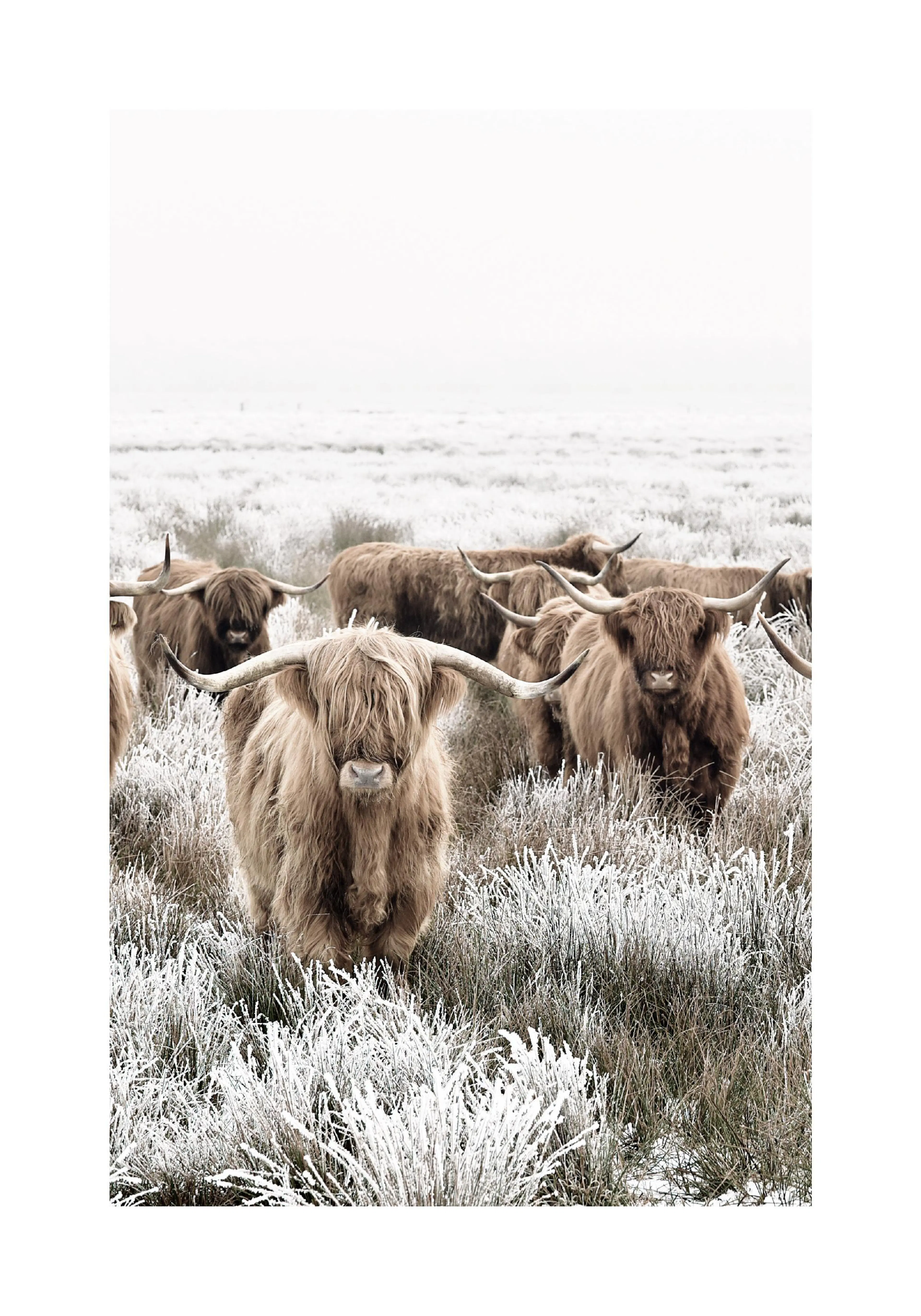 Póster de vacas de las Tierras Altas con pelaje largo y cuernos, en un campo nevado.