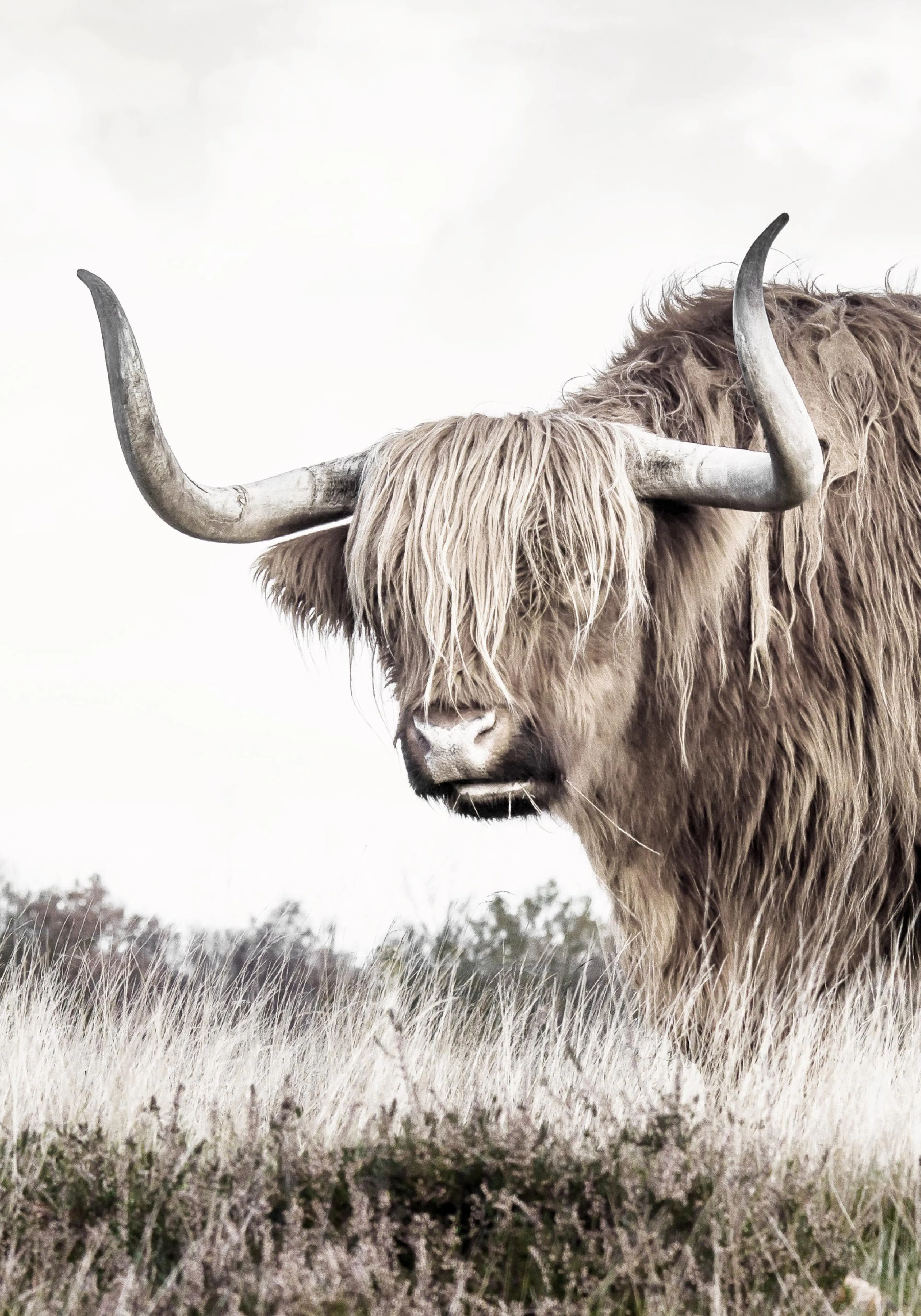 A poster featuring a close-up of a majestic Highland cow with long, shaggy brown hair and prominent horns, standing in tall gras