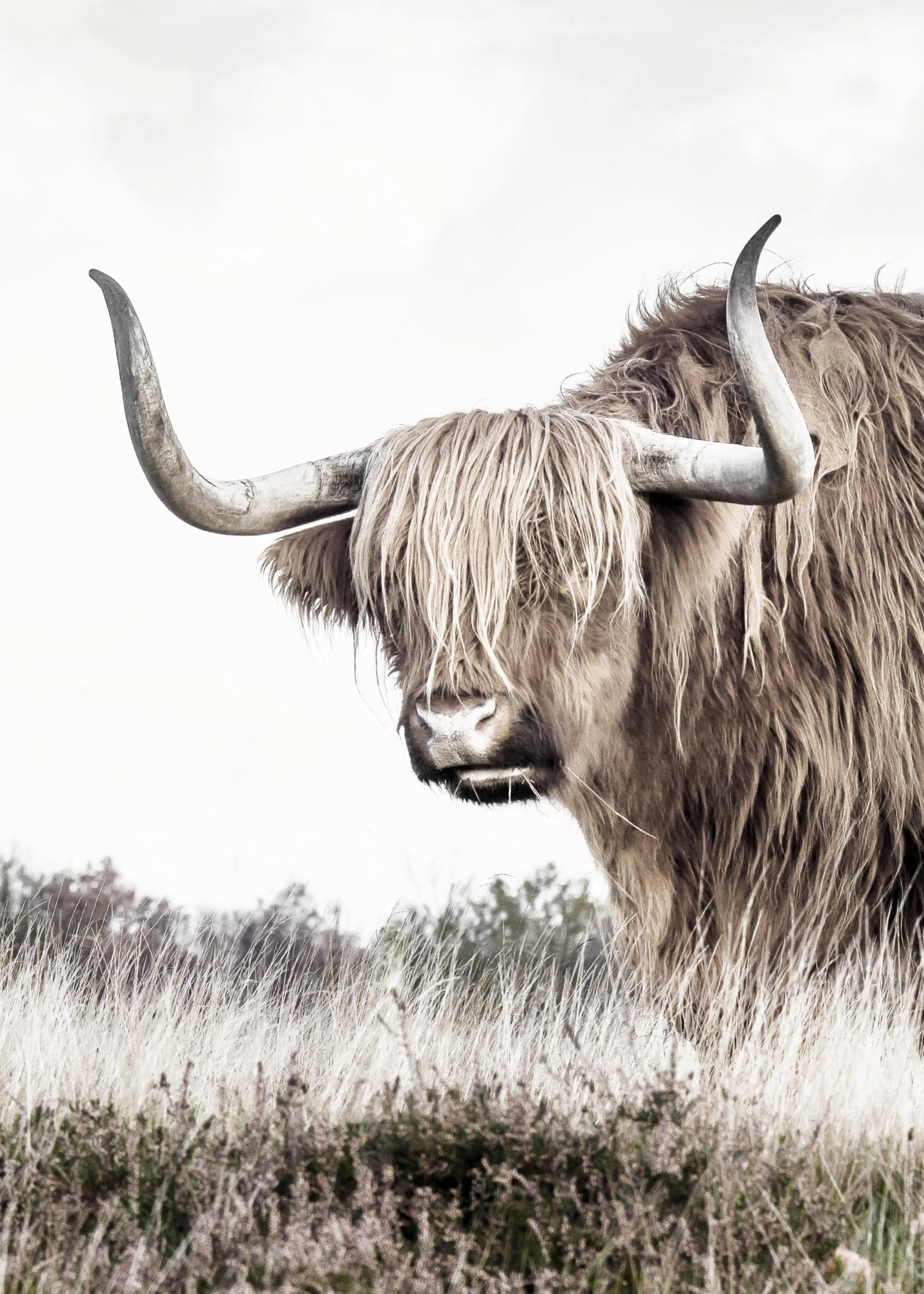 A poster featuring a close-up of a Highland cow with long horns and shaggy brown hair, in a field of dry grass.
