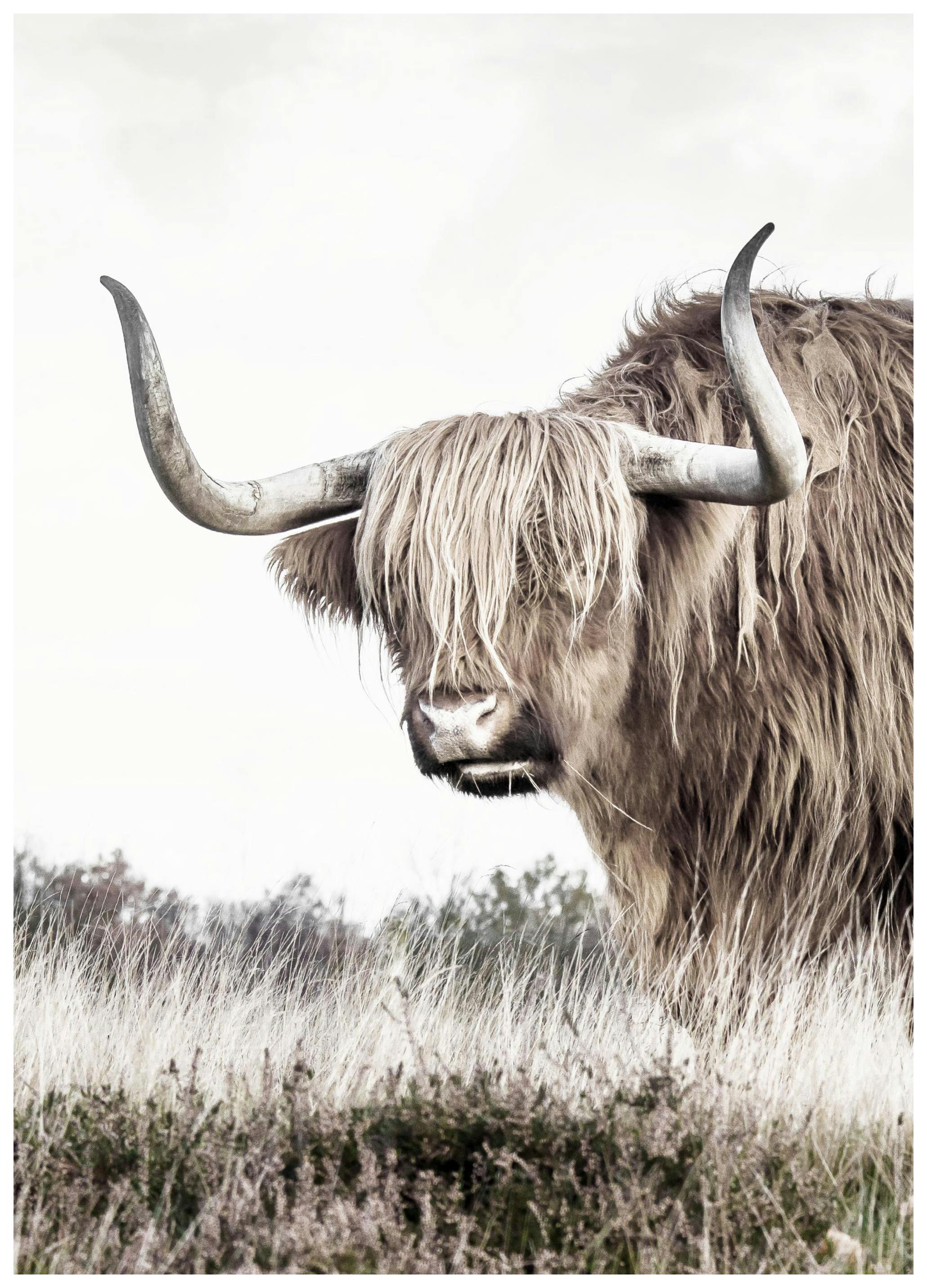 Meadow Highland Cow Poster (21x30 cm) - Poster Store