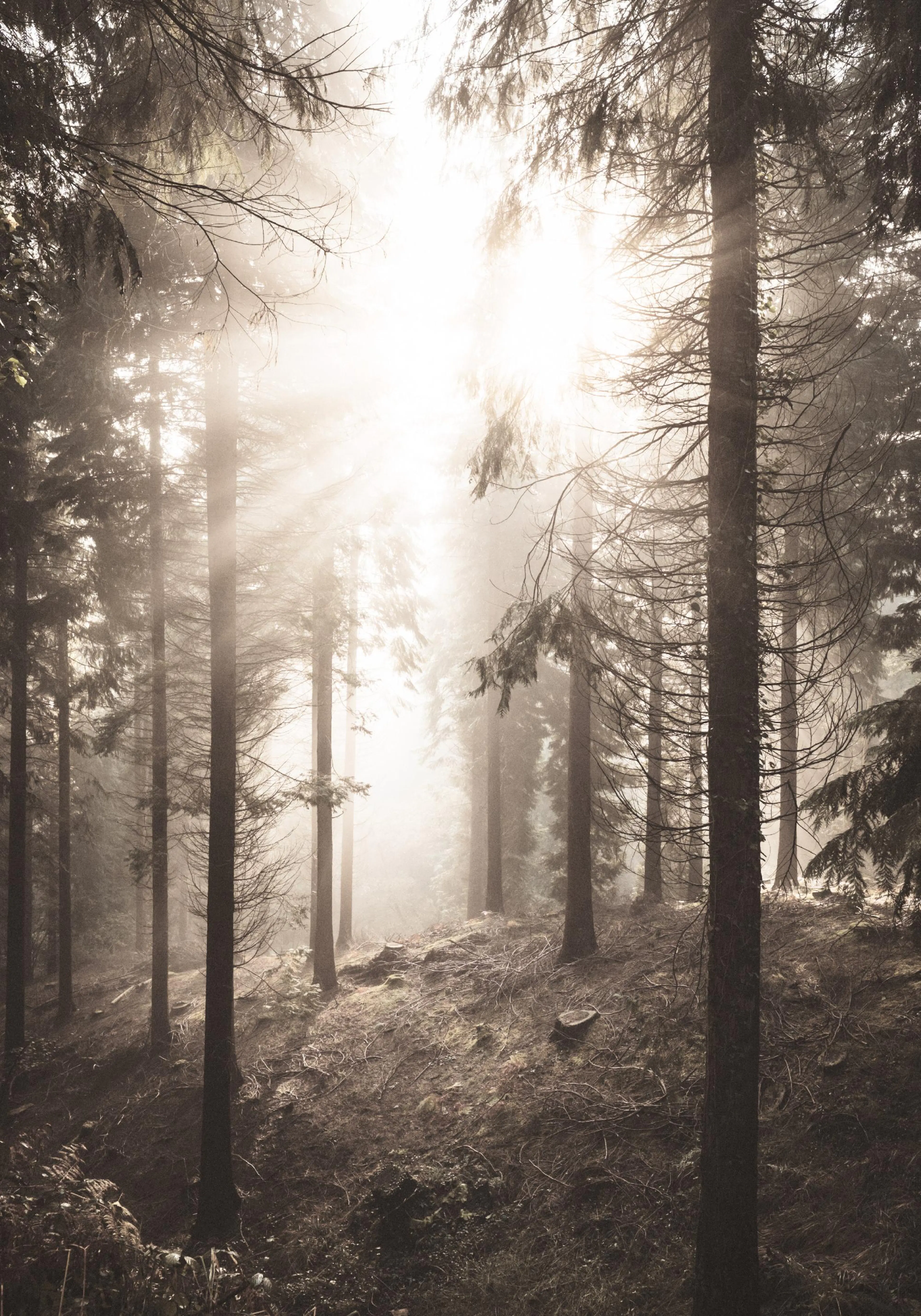 Póster de un bosque neblinoso con rayos de sol filtrándose entre los árboles, creando una atmósfera mística.