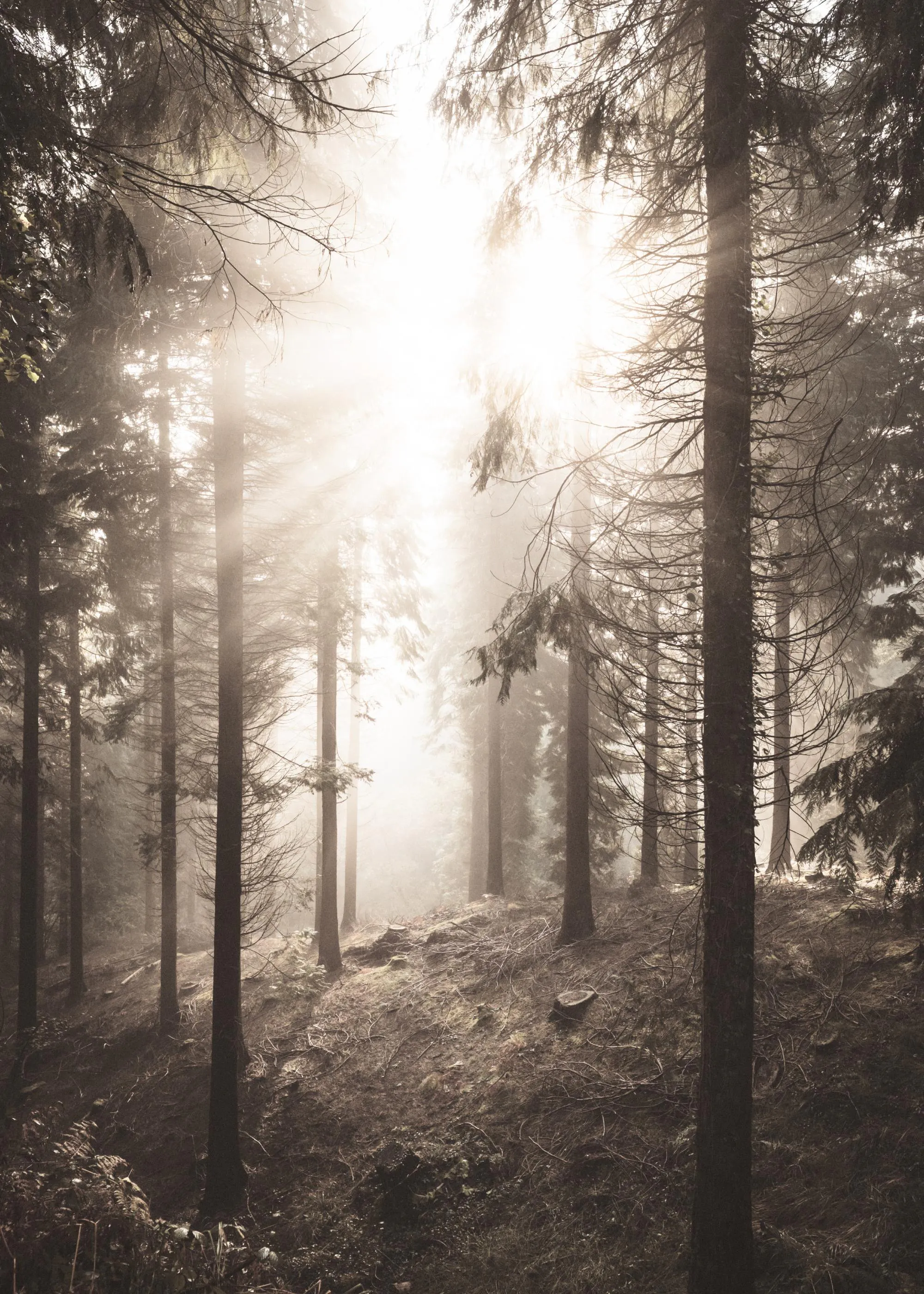 Ein Poster eines mystischen Waldes mit hohen Bäumen und strahlendem Licht, das durch den Nebel bricht.