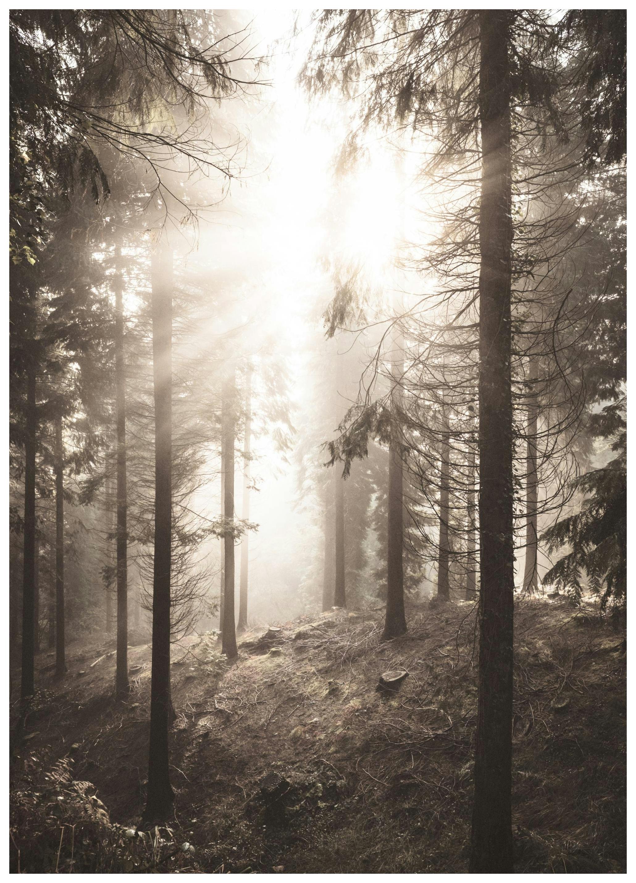 Forest Light Poster (21x30 cm) - Poster Store