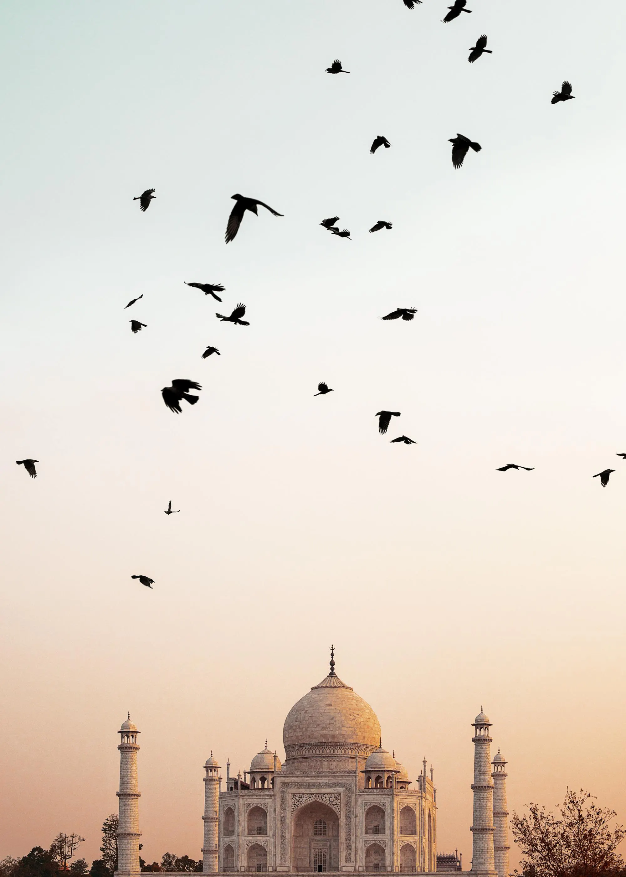 Poster del Taj Mahal con molti uccelli neri che volano sopra ledificio bianco al tramonto.