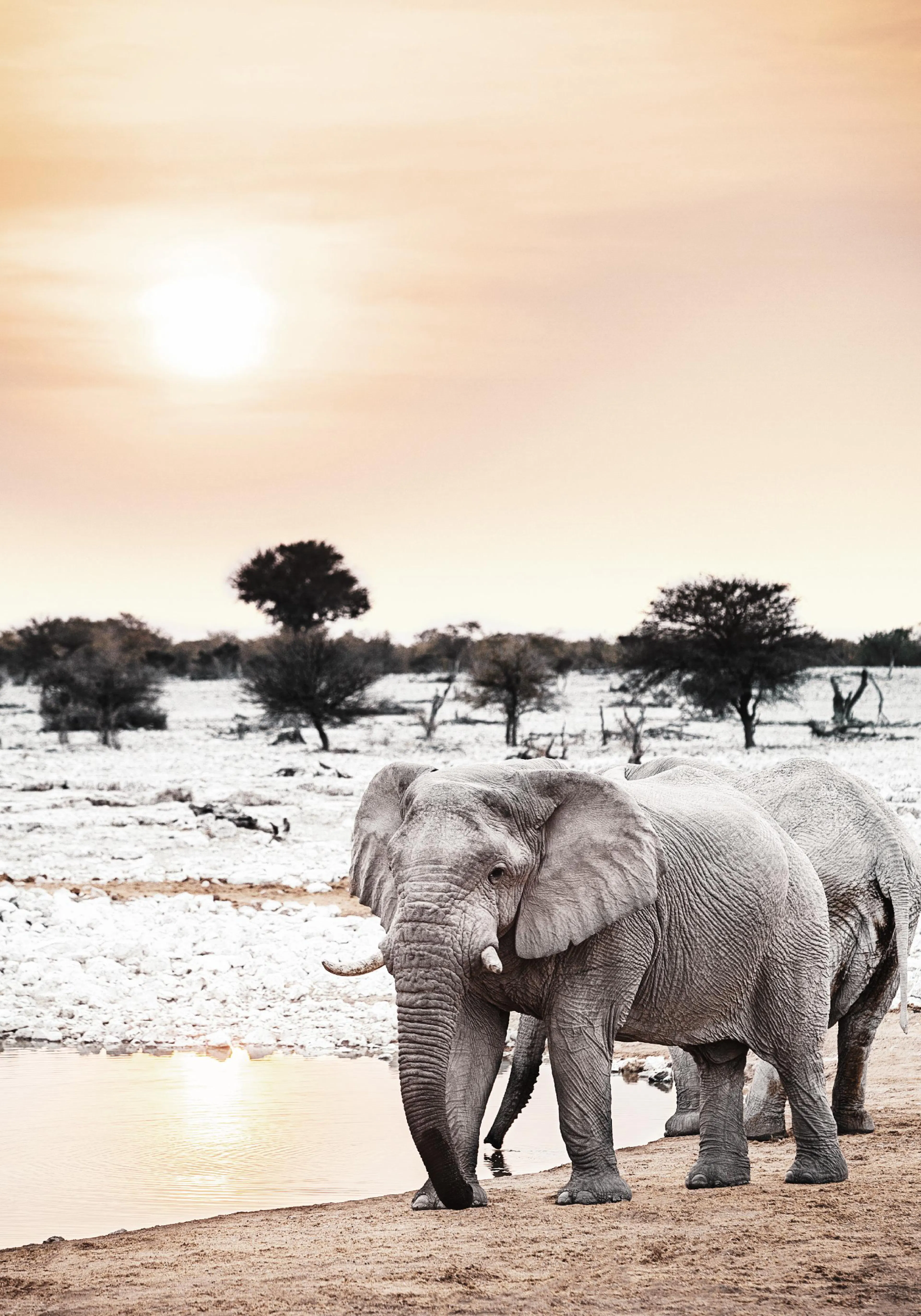 A poster featuring two elephants by a watering hole under a warm, soft sunset in a dry landscape.