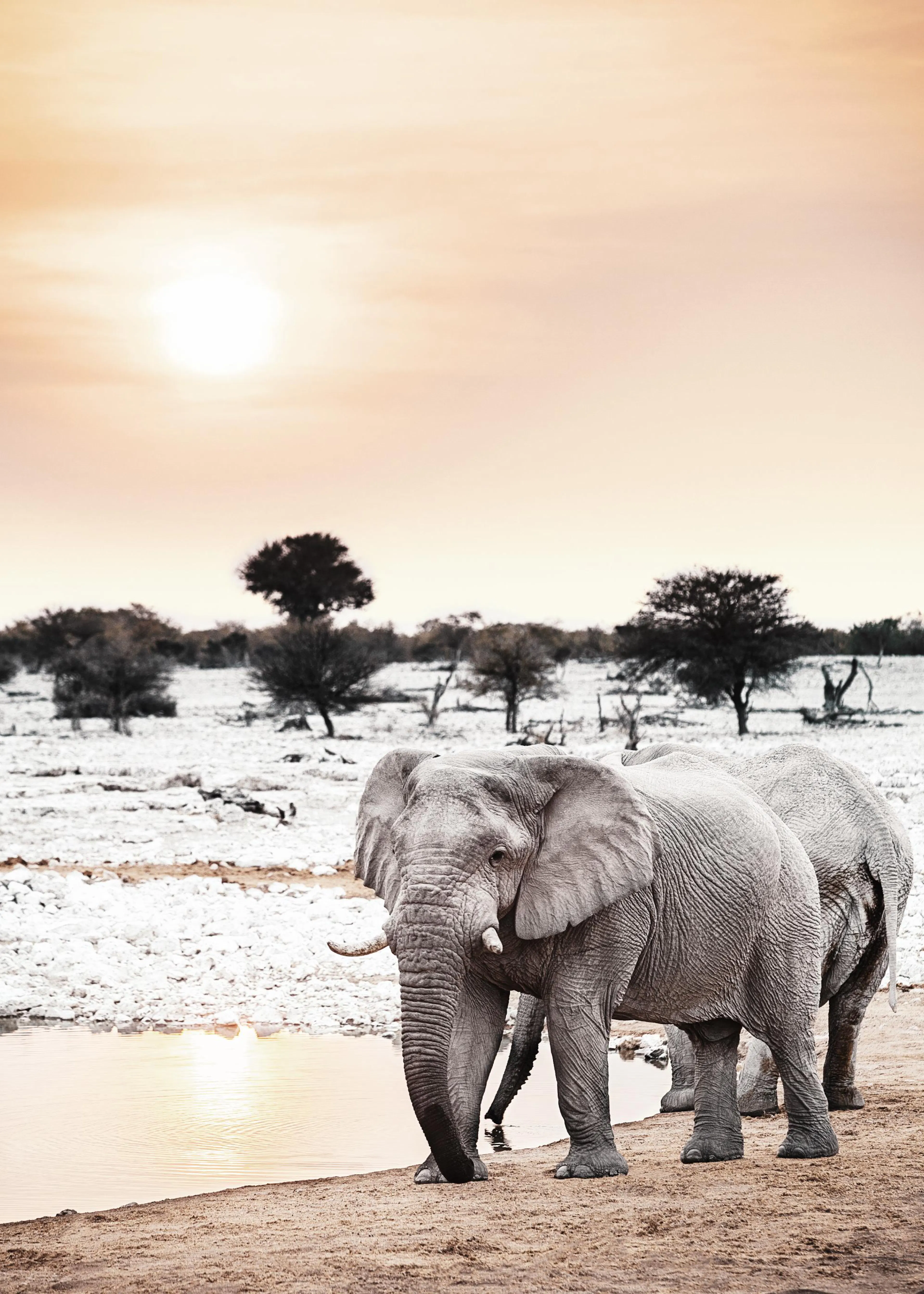 A poster featuring two grey elephants at a watering hole in a dry landscape under a bright sun.
