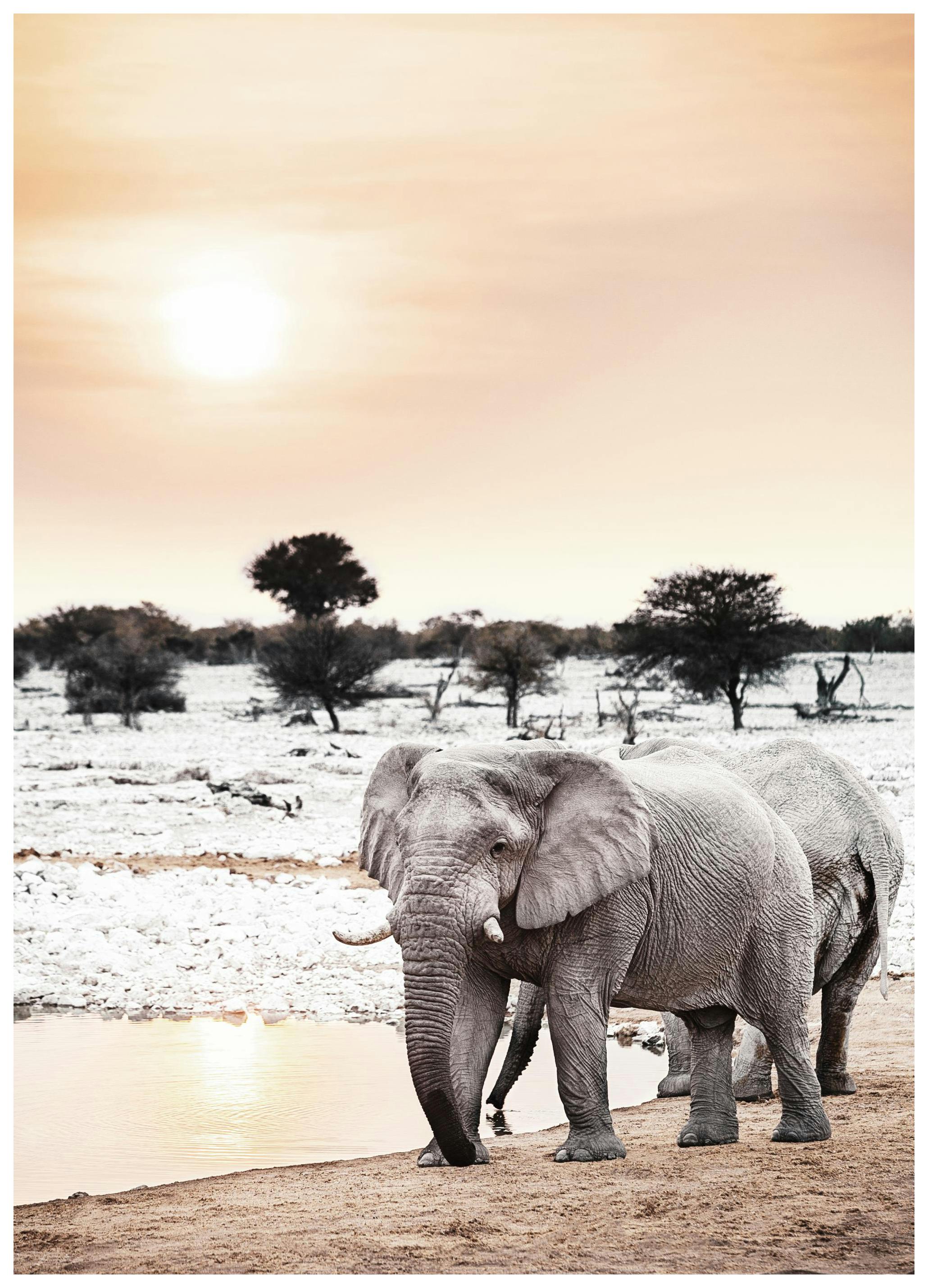 Elephant in Sunset Poster (21x30 cm) - Poster Store