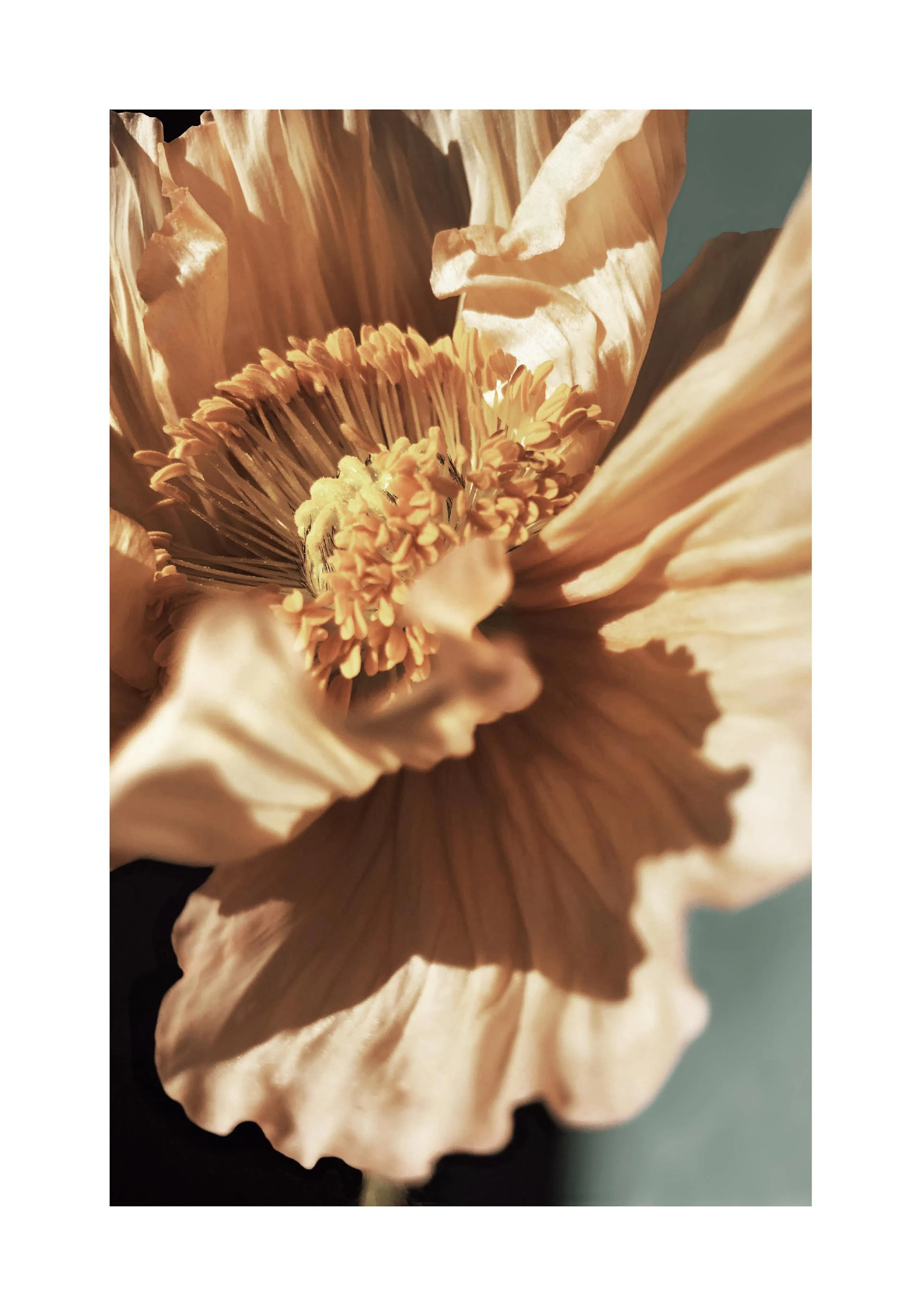 A poster featuring a close-up of a delicate, soft orange poppy with detailed yellow stamens on a muted teal background.