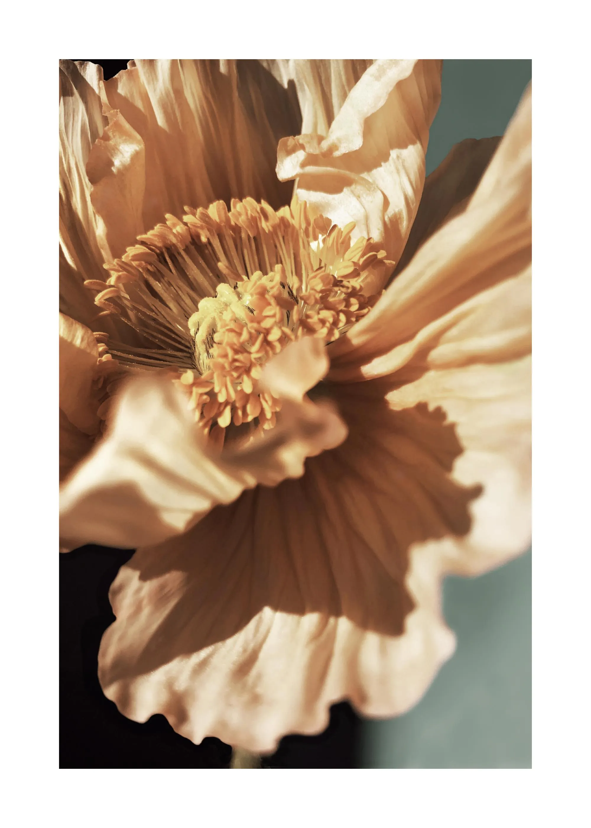Poster einer Nahaufnahme einer hellbraunen Mohnblüte mit gelben Staubgefäßen und Schatten auf blaugrünem Hintergrund.