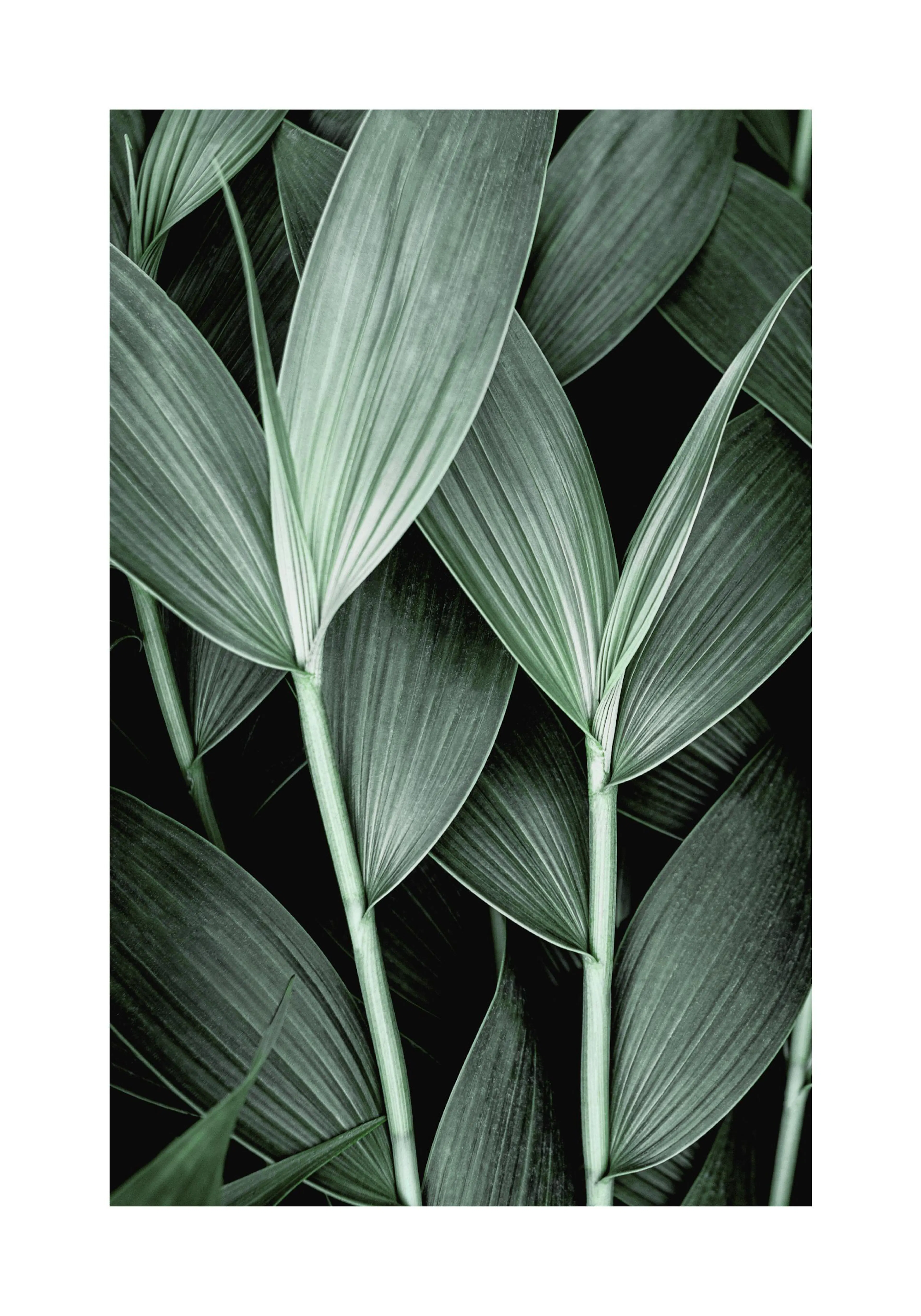 A poster featuring a close-up of dark green tropical leaves with visible veins and light green stems.