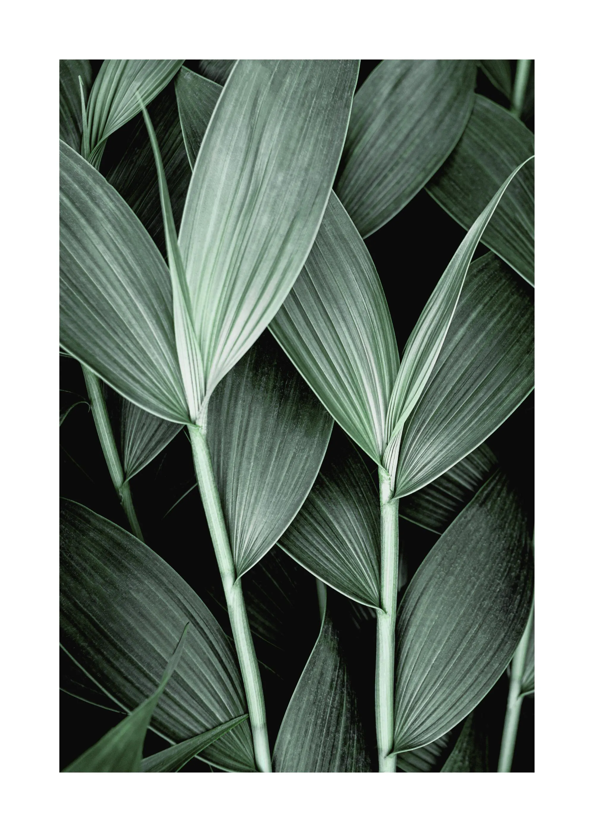 Poster mit Nahaufnahme von grünen, länglichen Blättern mit deutlichen Blattadern auf dunklem Hintergrund.