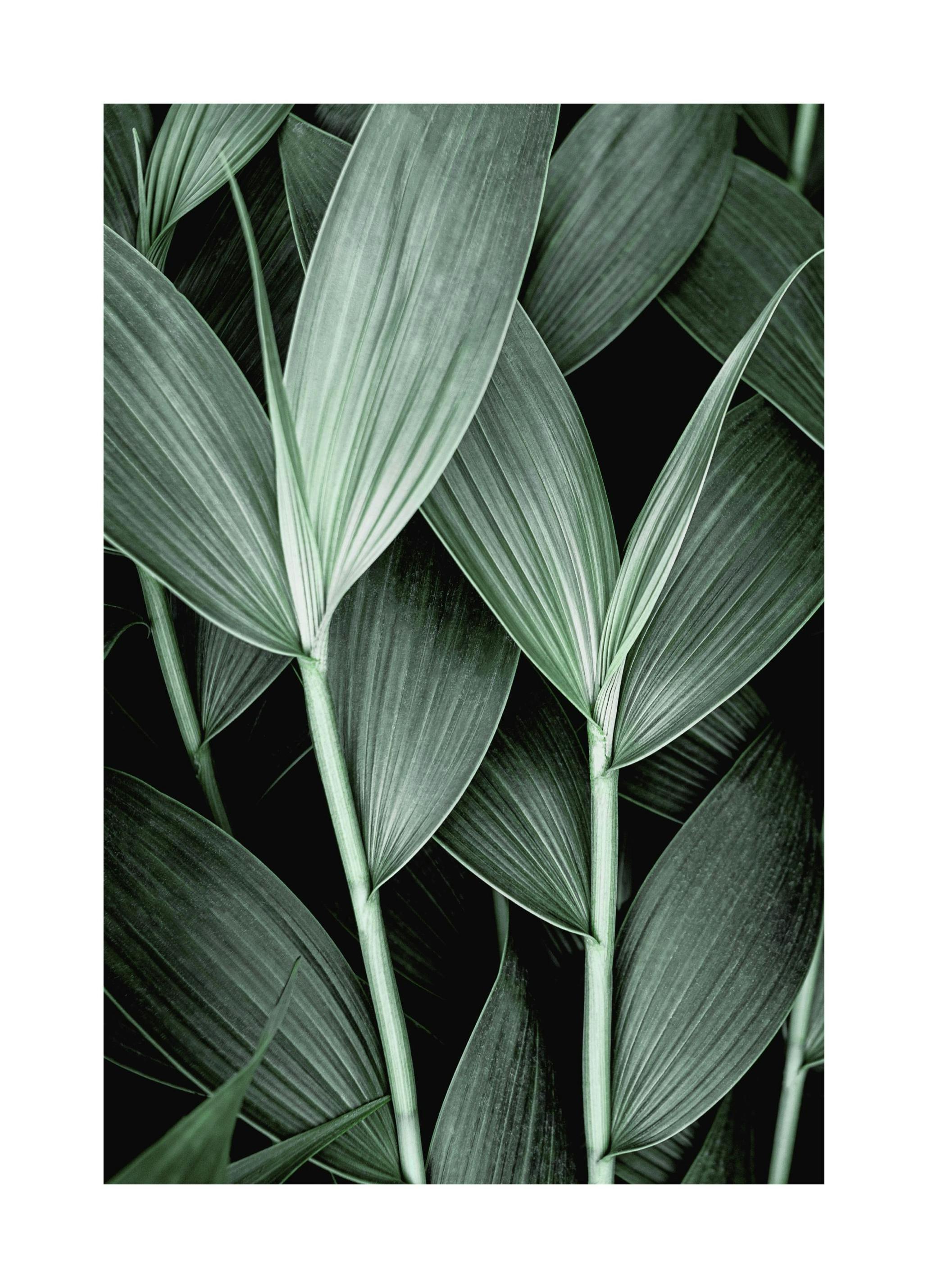 Tropical Leaves Poster (21x30 cm) - Poster Store