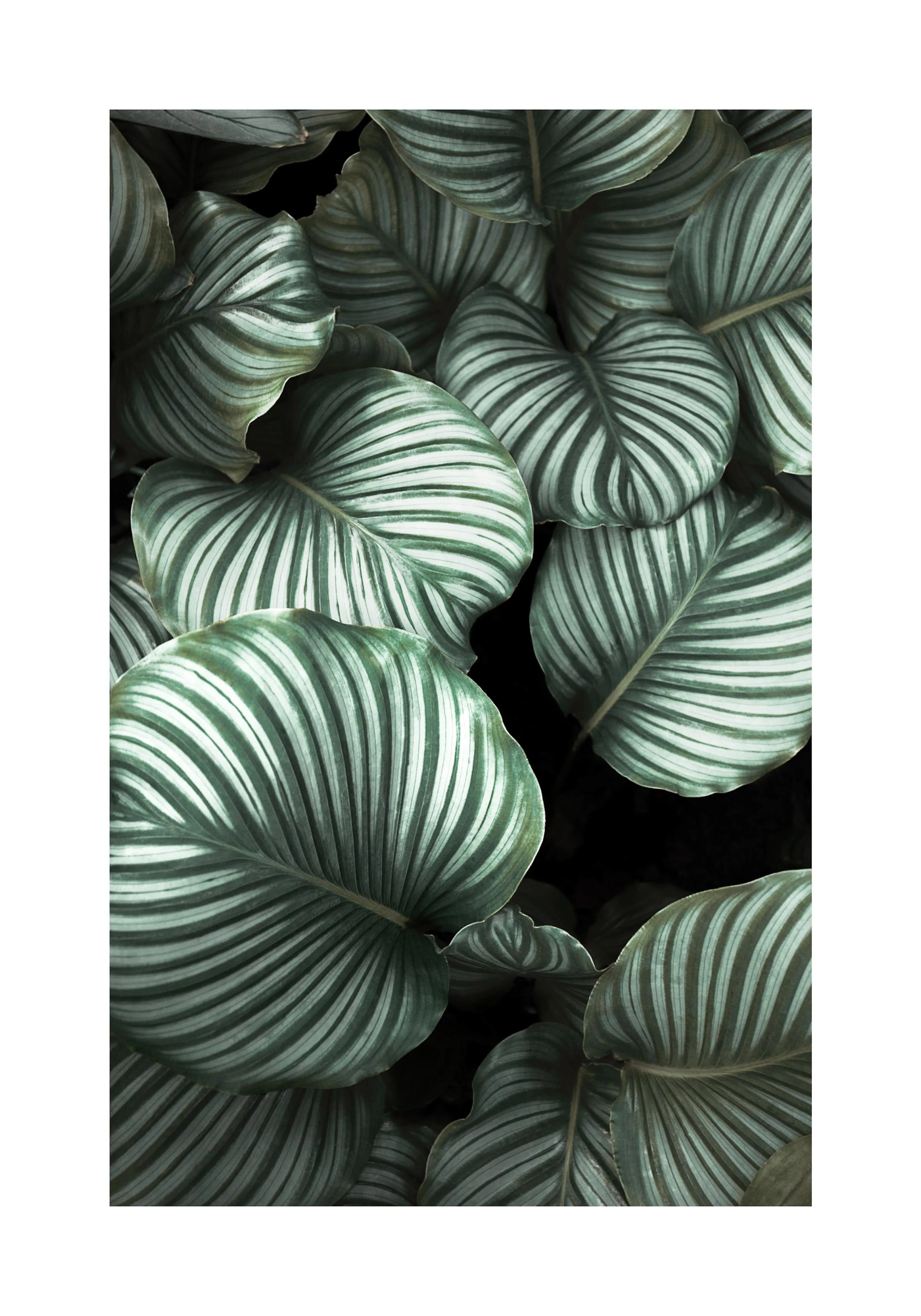 A poster featuring a close-up of dark green tropical leaves with light green stripes.