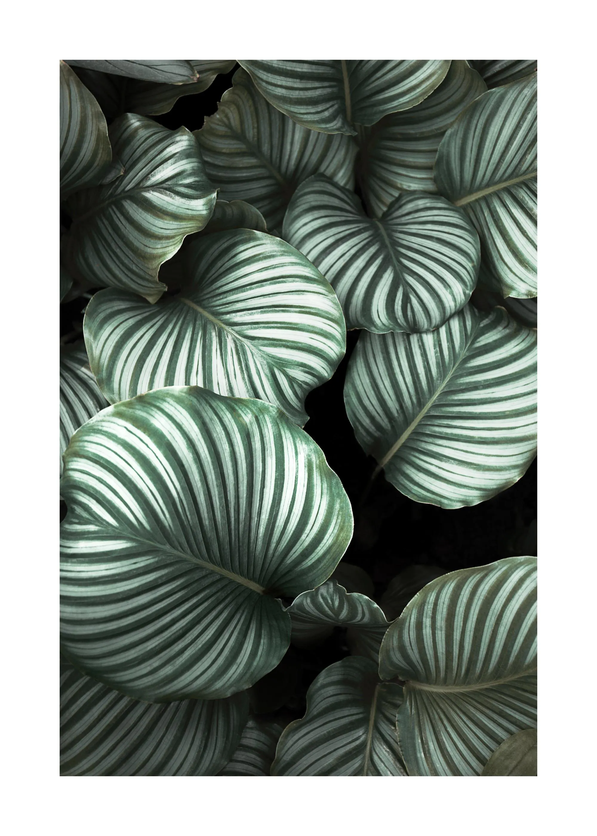 Poster mit grünen, gestreiften Blättern der Calathea Orbifolia auf dunklem Hintergrund, die eine tropische Atmosphäre schaffen.