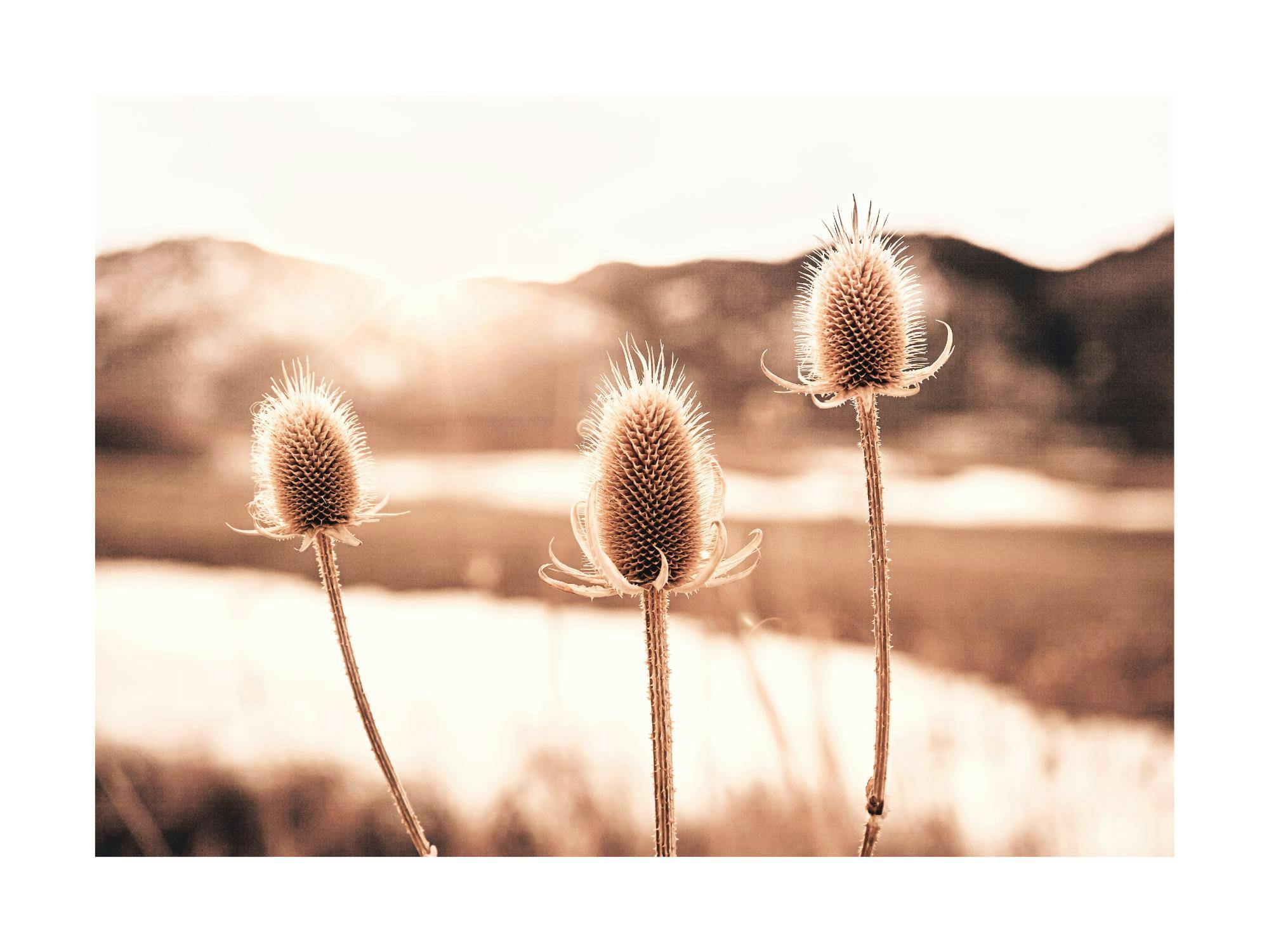 夕日に照らされた3本のオニイバラが湖と山を背景に描かれたポスター。