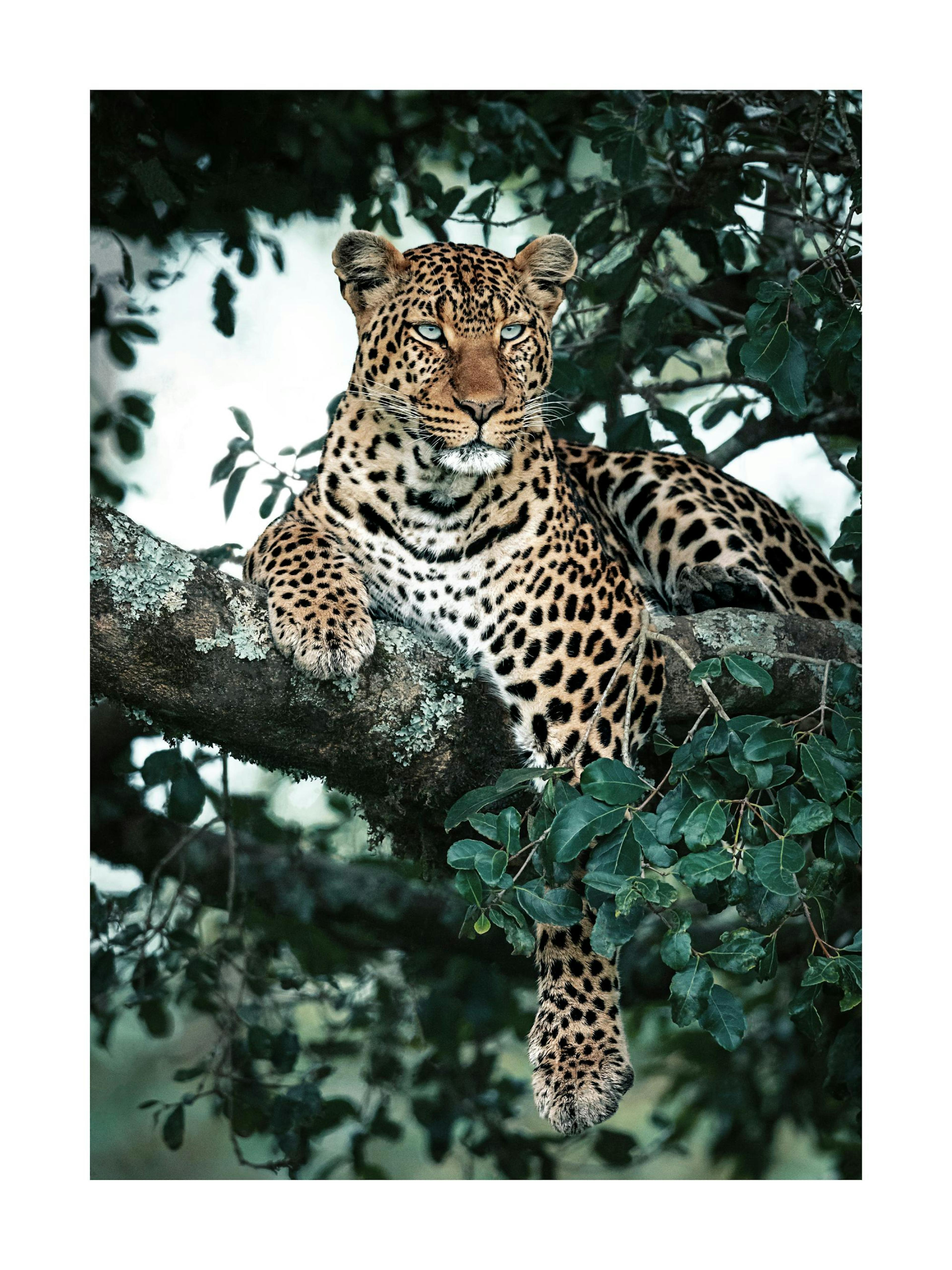 A poster of a leopard with blue eyes resting on a tree branch, surrounded by green leaves.
