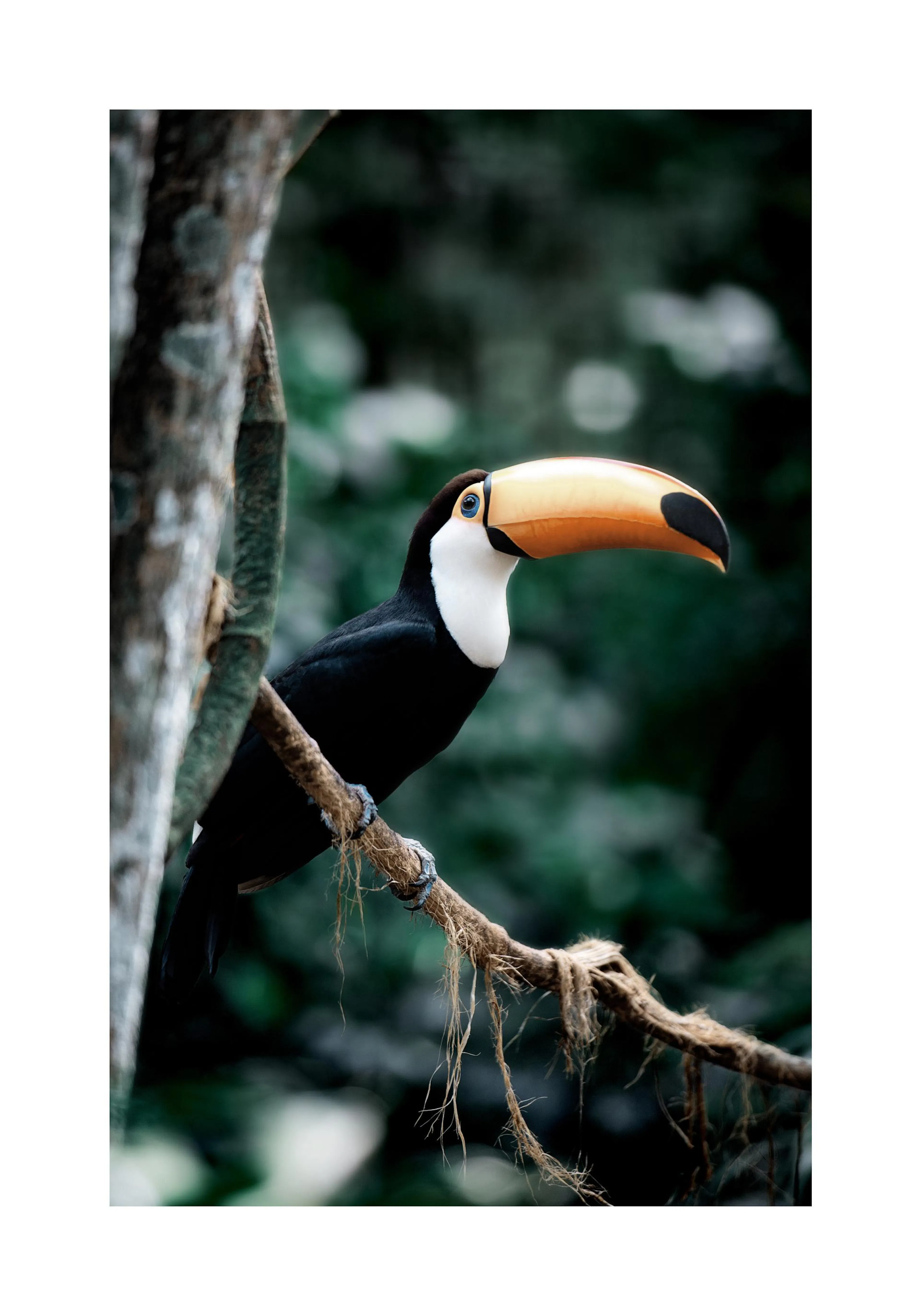 A poster featuring a black and white toucan with a large orange beak and blue eye, perched on a branch.