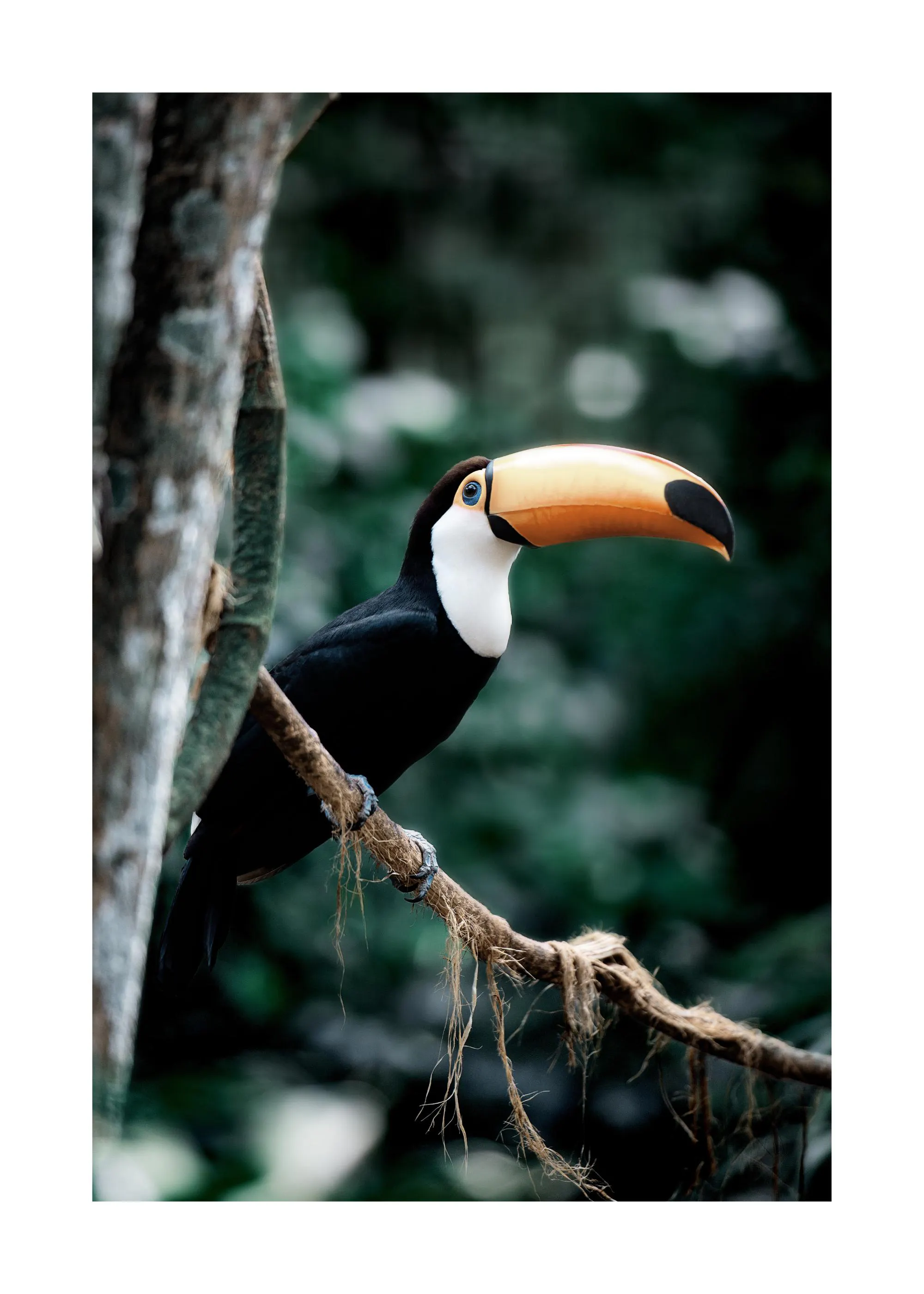Poster eines Tocos Tukans mit orangefarbenem Schnabel und blauem Auge, der auf einem Ast sitzt.
