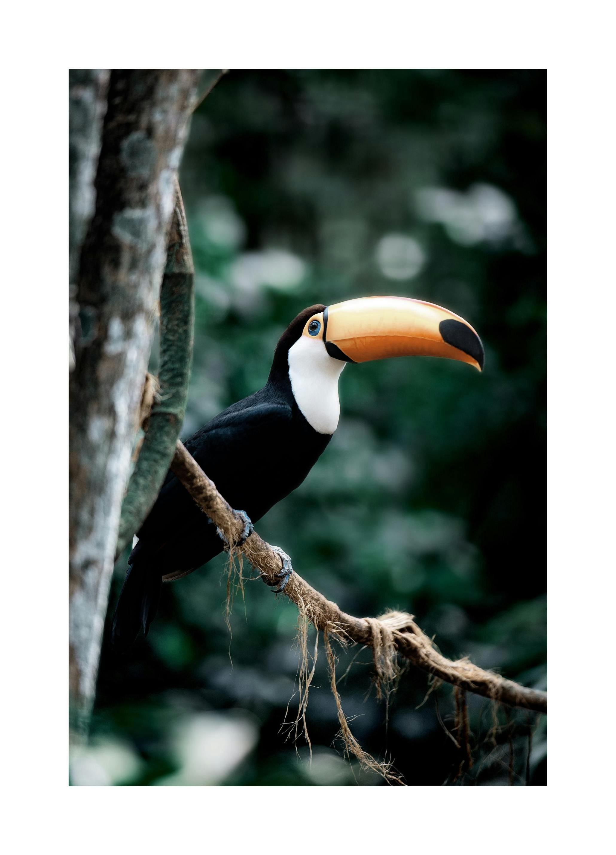 Oiseau Tropical Poster (21x30 cm) - Poster Store