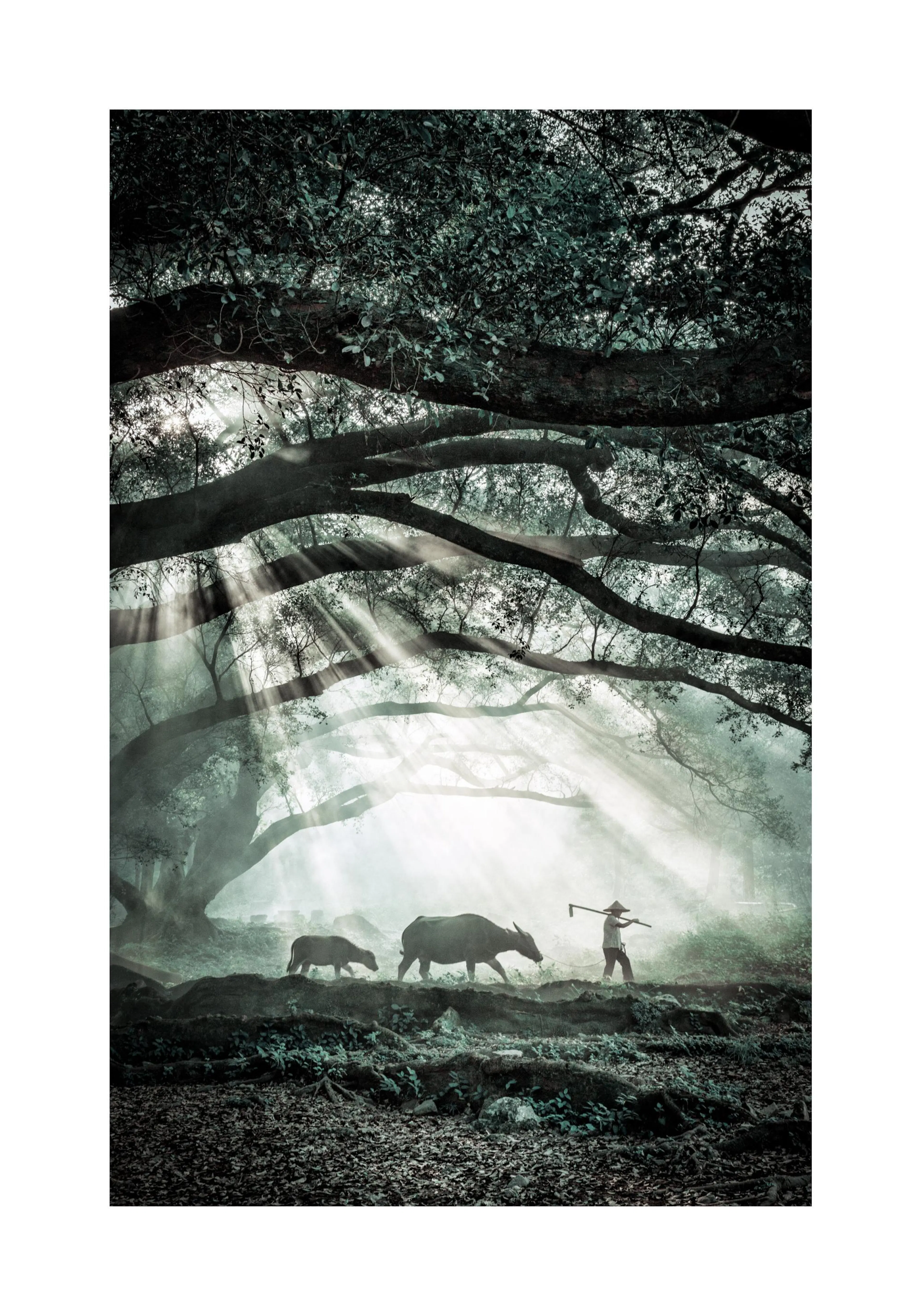 Ein Poster eines Bauern mit Wasserbüffeln vor einem Baum, durch den Sonnenstrahlen dringen.