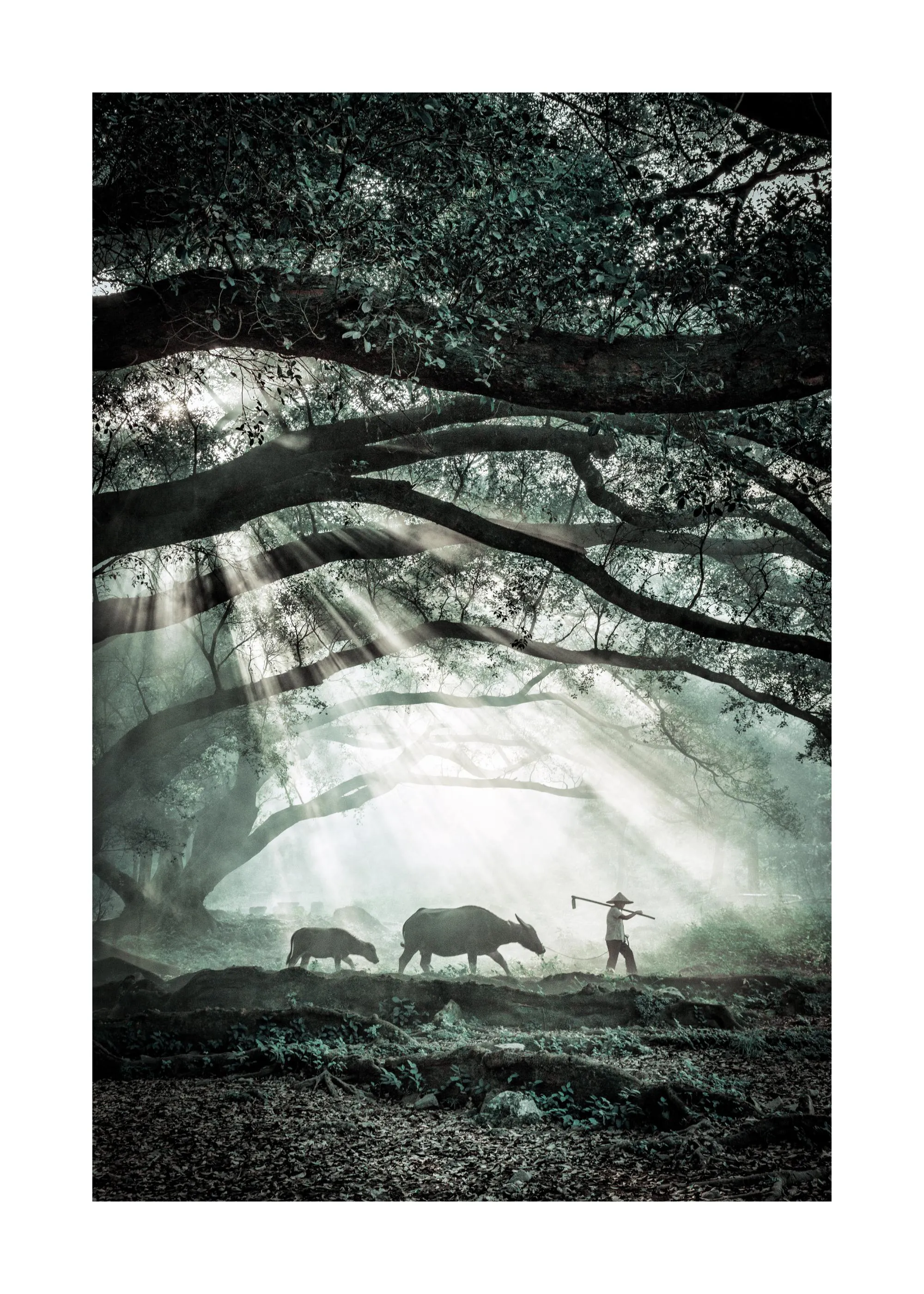 Ein Poster eines Bauern mit Wasserbüffeln vor einem Baum, durch den Sonnenstrahlen dringen.