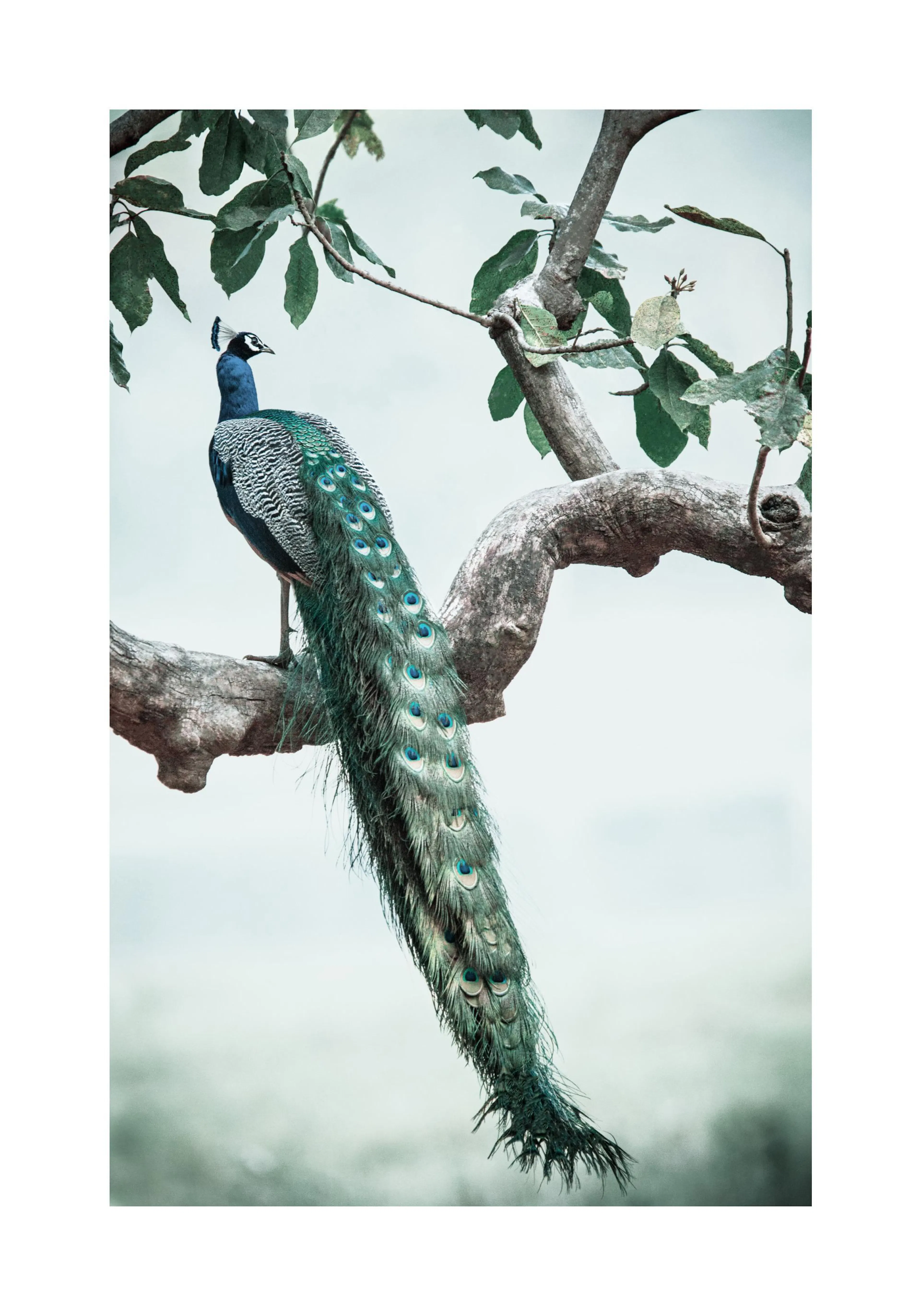 Poster eines schillernden Pfaus mit langem Federkleid, der auf einem Ast vor hellem Hintergrund sitzt.