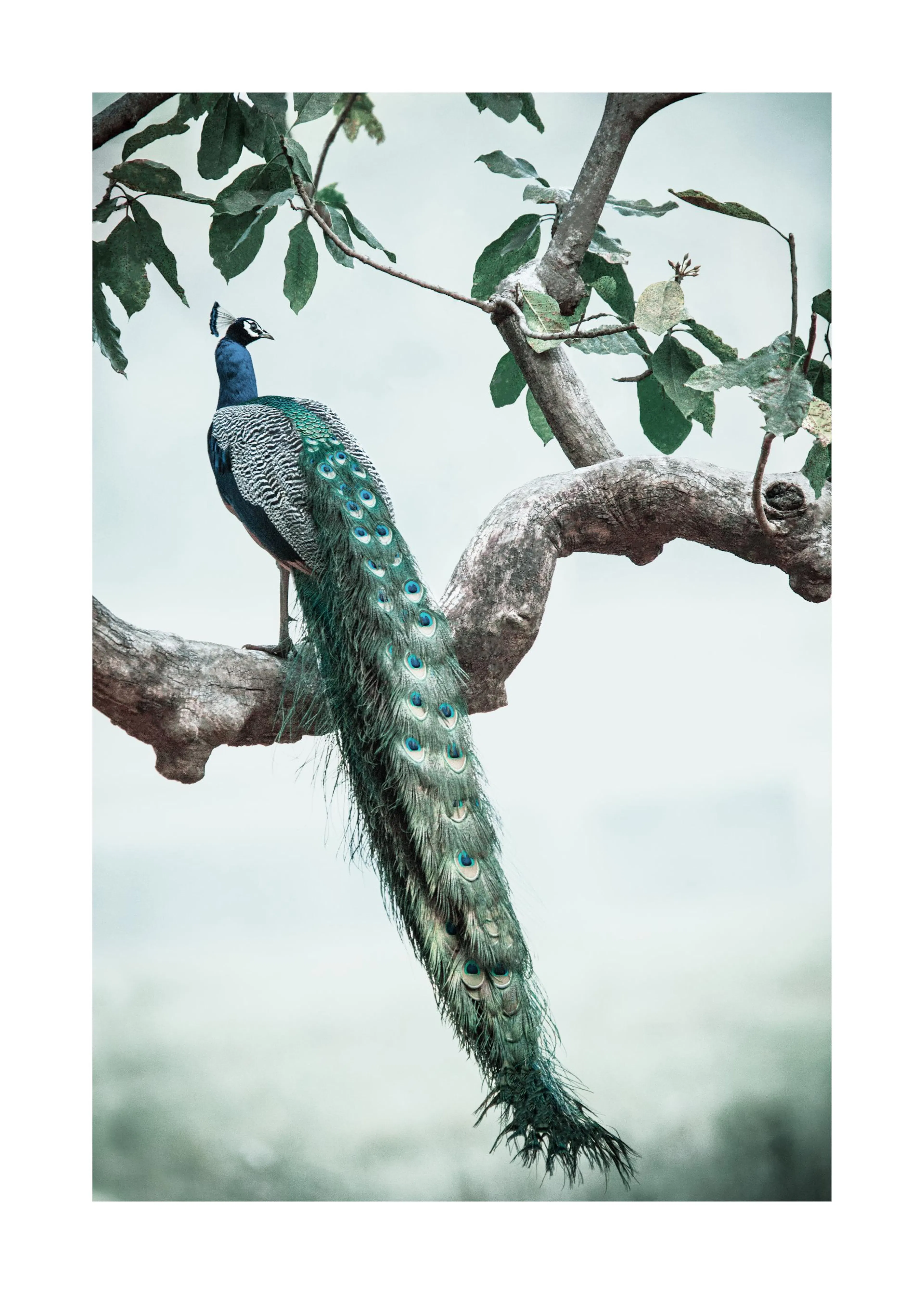 A poster featuring a majestic peacock perched on a tree branch, showcasing its vibrant blue and green plumage and long tail feat