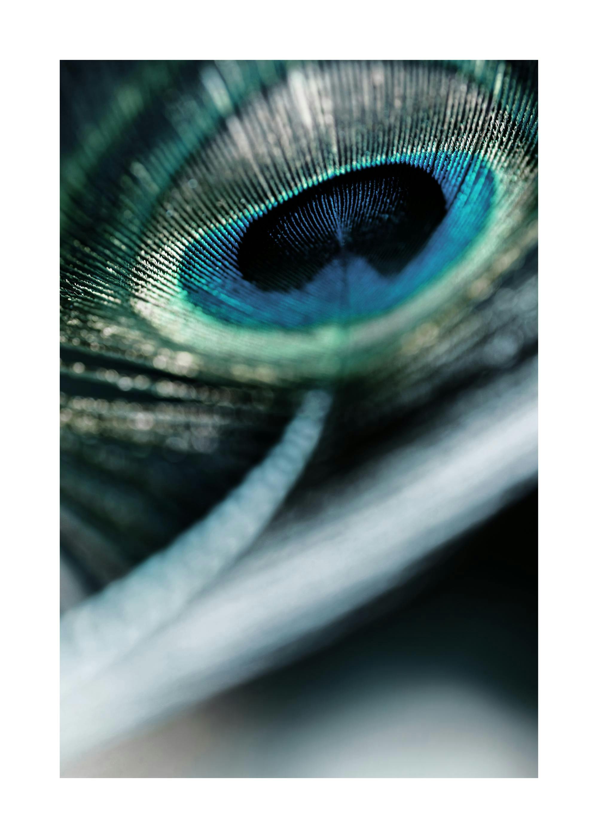 A poster featuring a close-up of a peacock feather, showcasing its iridescent blues and greens.
