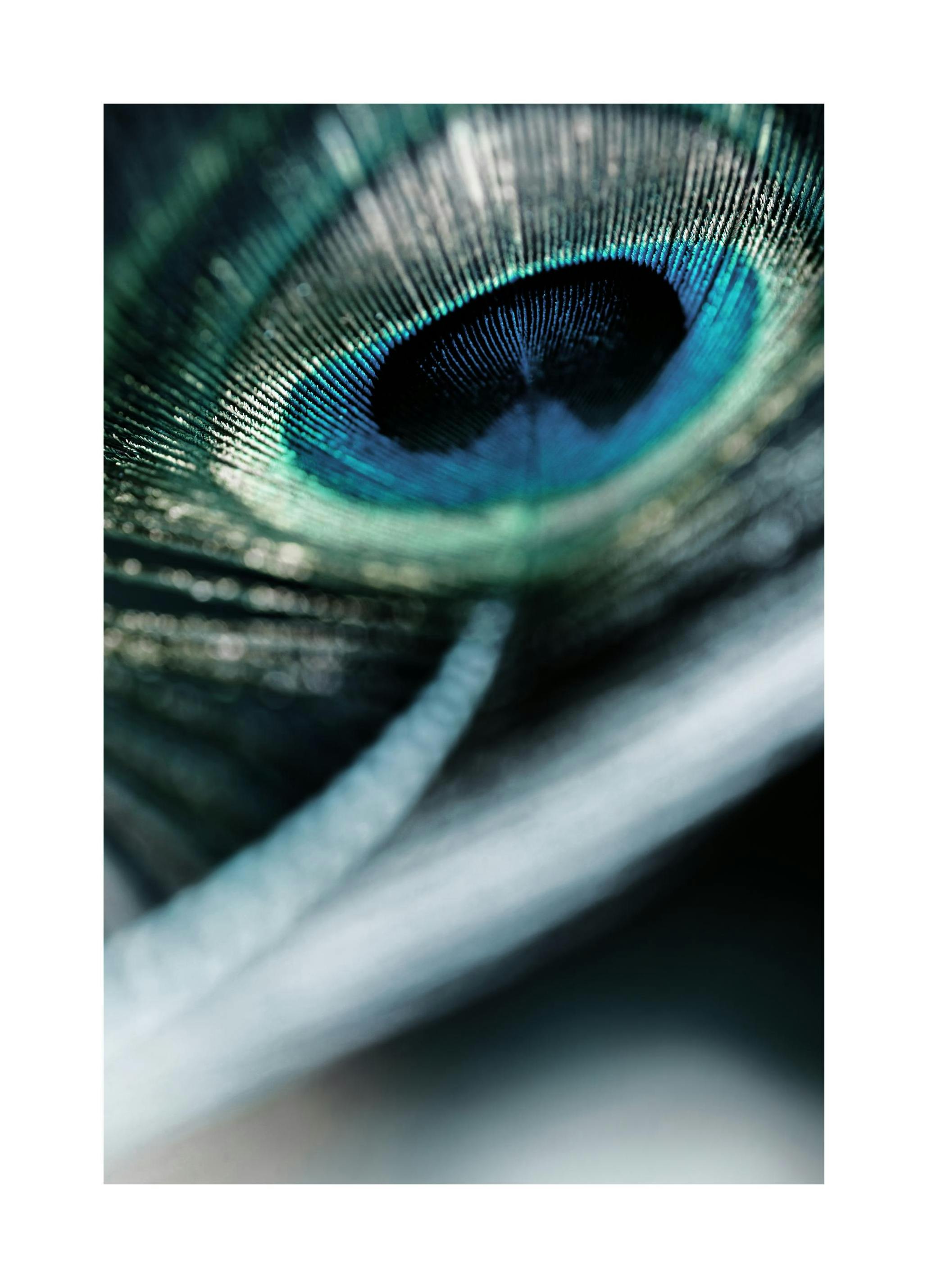 Peacock Feather Poster (21x30 cm) - Poster Store